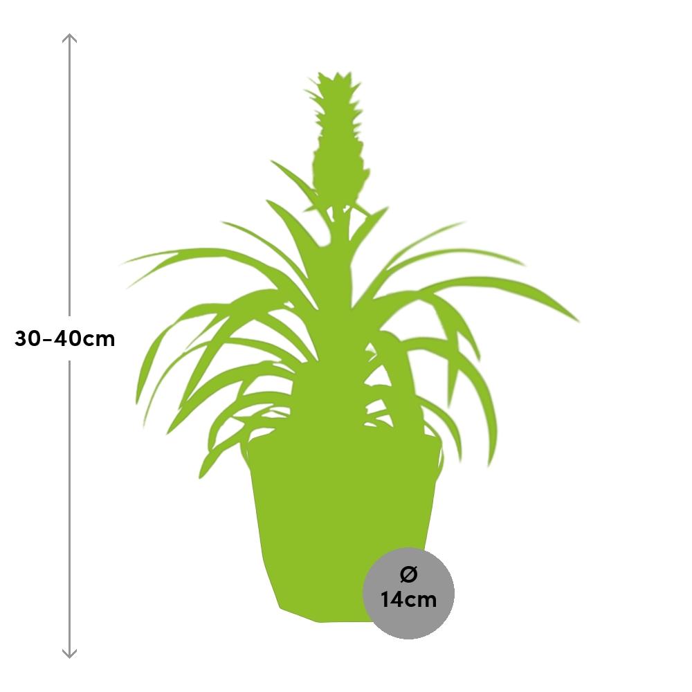 Ananas Mi Amigo – Zier-Ananas in 14 cm Topf schwarz