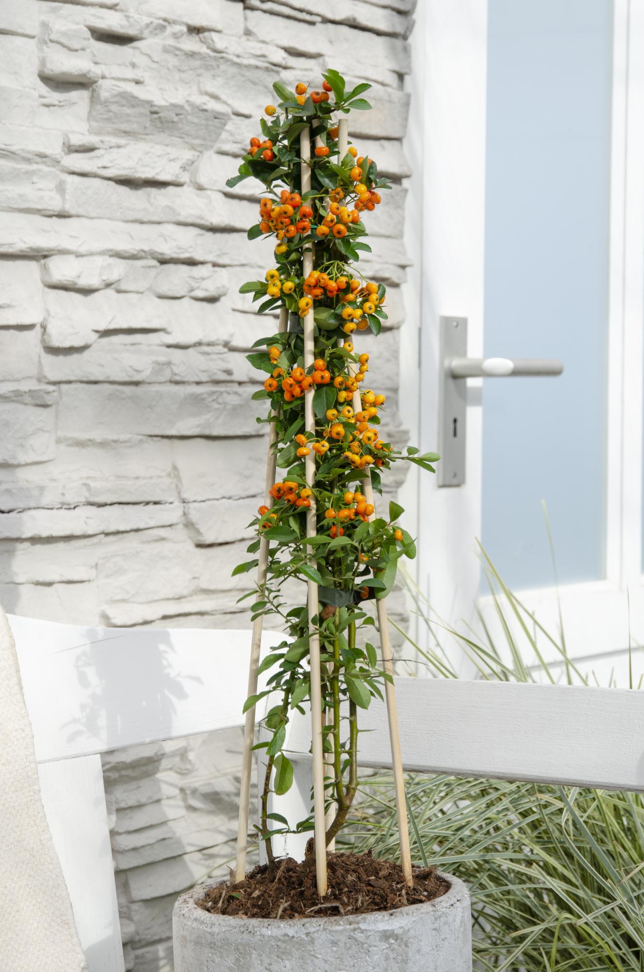 Pyracantha 'Orange Glow' – Pflegeleichter Strauch mit leuchtenden Beeren