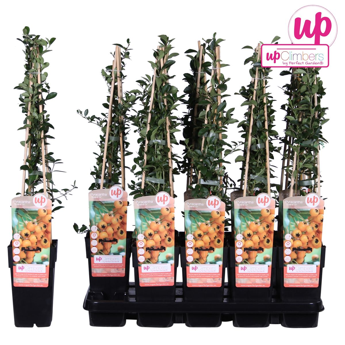 Pyracantha 'Soleil dOr' – Pflegeleichter Zierstrauch Ø15cm