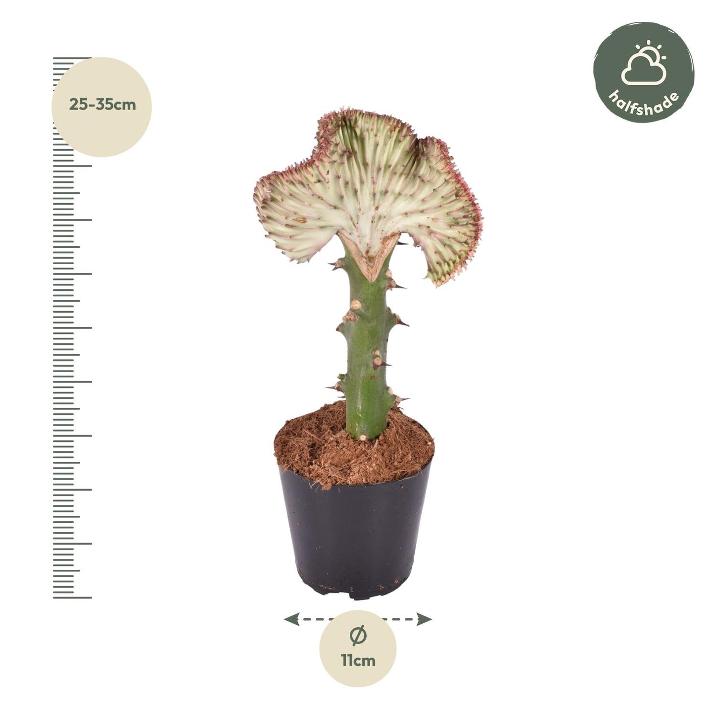 Euphorbia lactea Cristata – Korallen-Kaktus, 30 cm