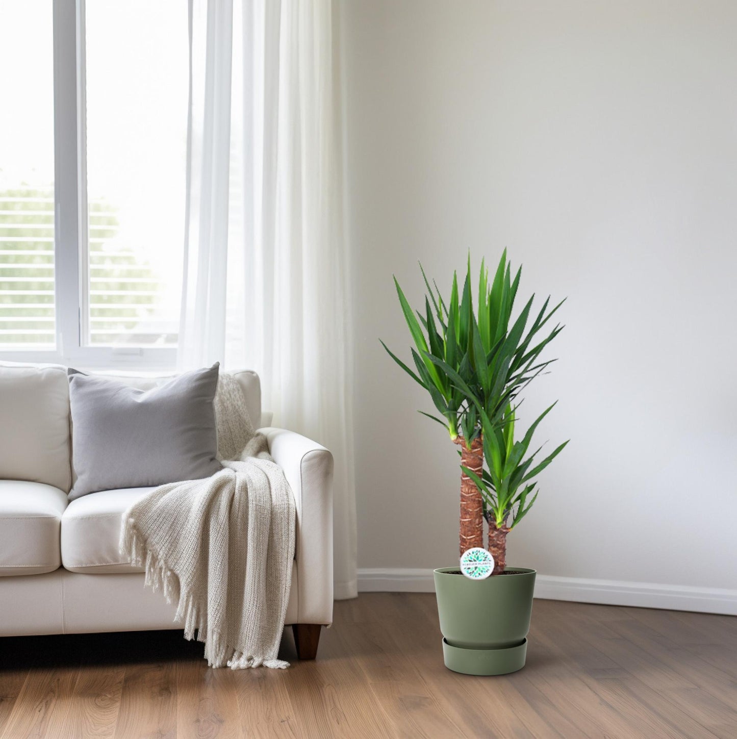 Yucca – Pflegeleichte und luftreinigende Zimmerpflanze Ø17cm