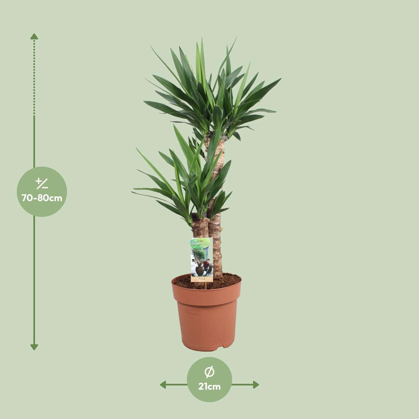 Yucca Elephantipes Ø21cm – Elegante & pflegeleichte Zimmerpflanze