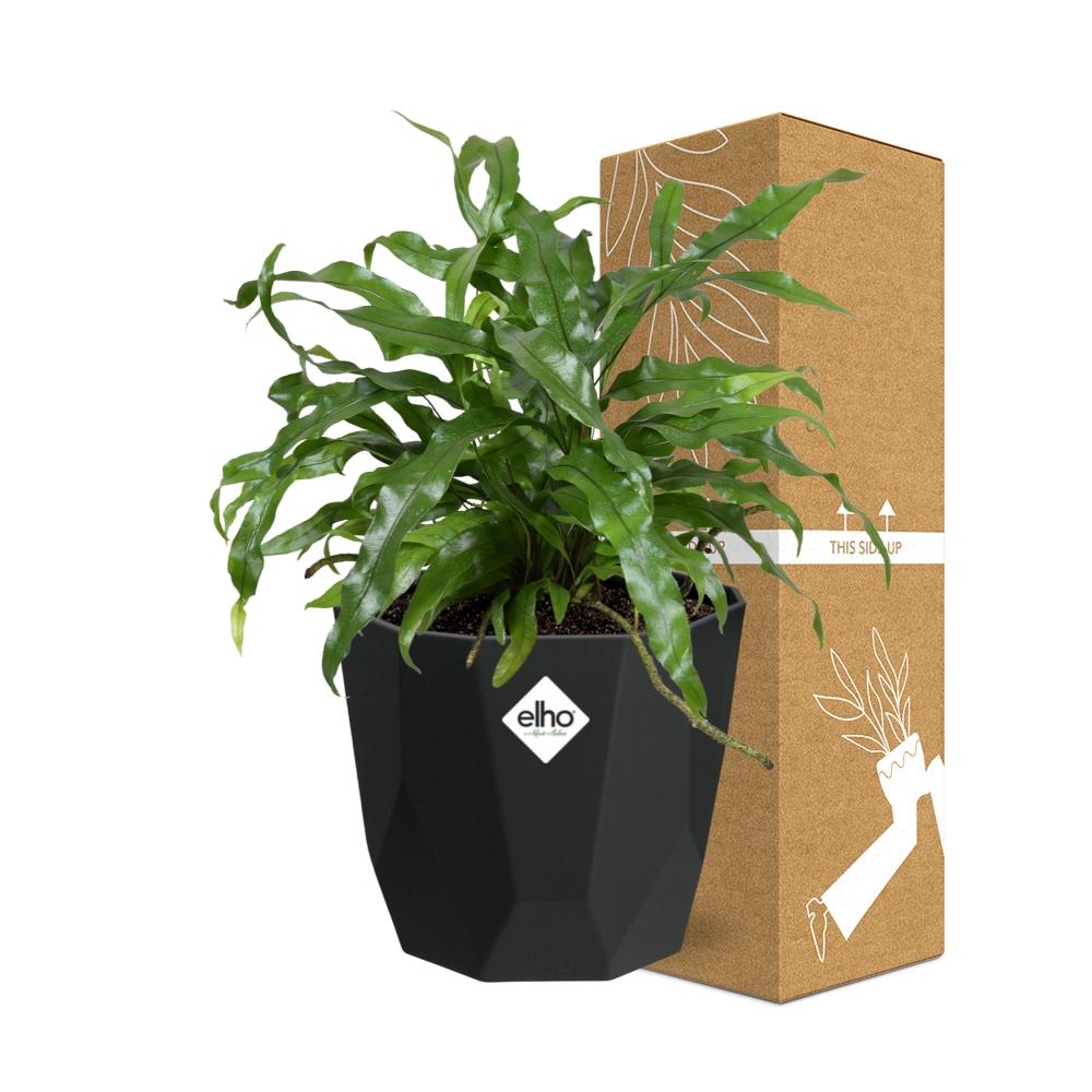 Microsorum Diversifolium – Kängurufarn in 14cm Topf