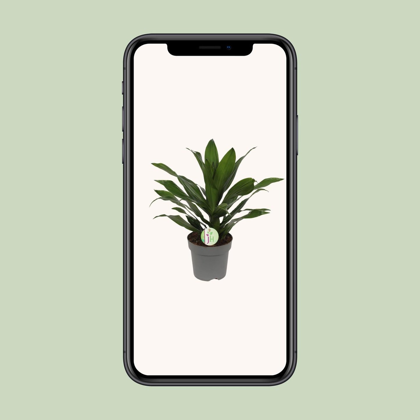 Dracaena Fragrans Grün – Pflegeleichte Zimmerpflanze Ø17cm