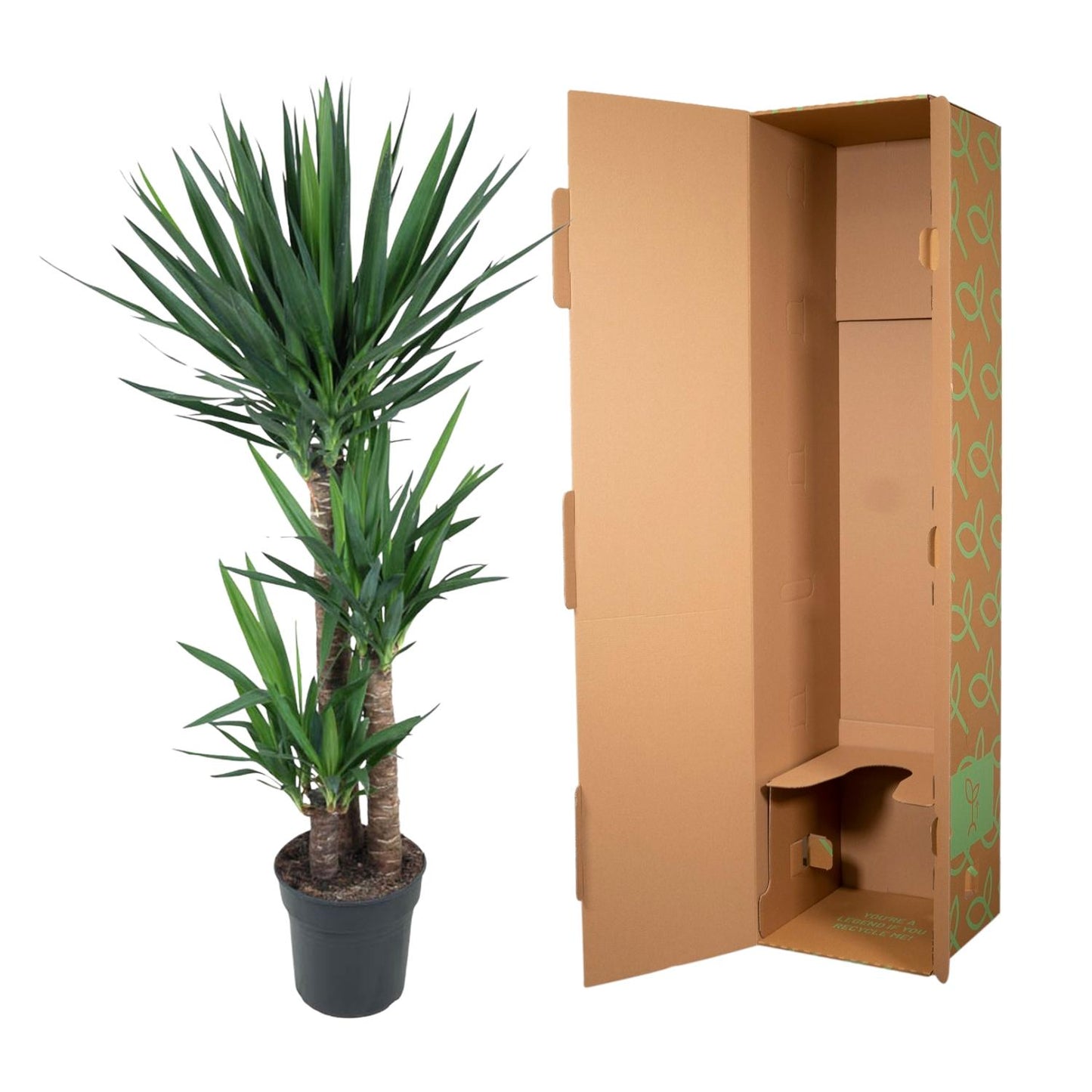 Yucca Elephantipe – Elefantenpalme 140 cm Ø27 cm