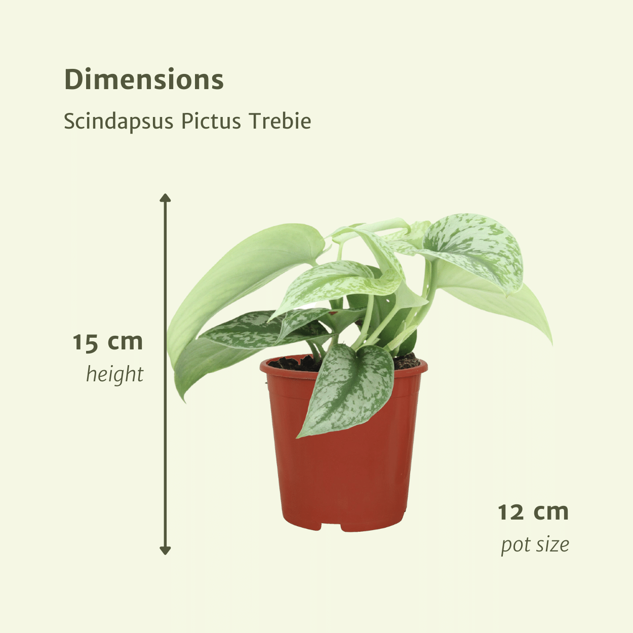 Scindapsus Pictus Trebie – 2er Set, Ø12cm, ca. 15cm Höhe