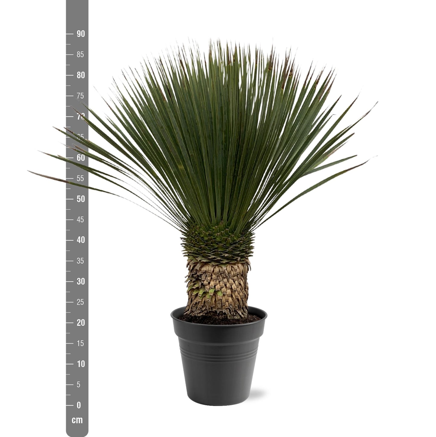 Yucca Rostrata – Stilvolle, pflegeleichte XXL-Palme Ø38cm