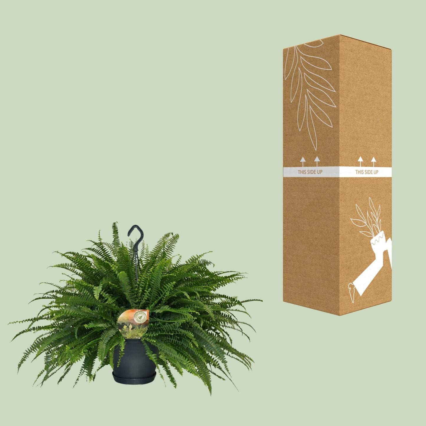 Nephrolepis Green Lady – Boston-Farn Ø20cm, Höhe 60cm