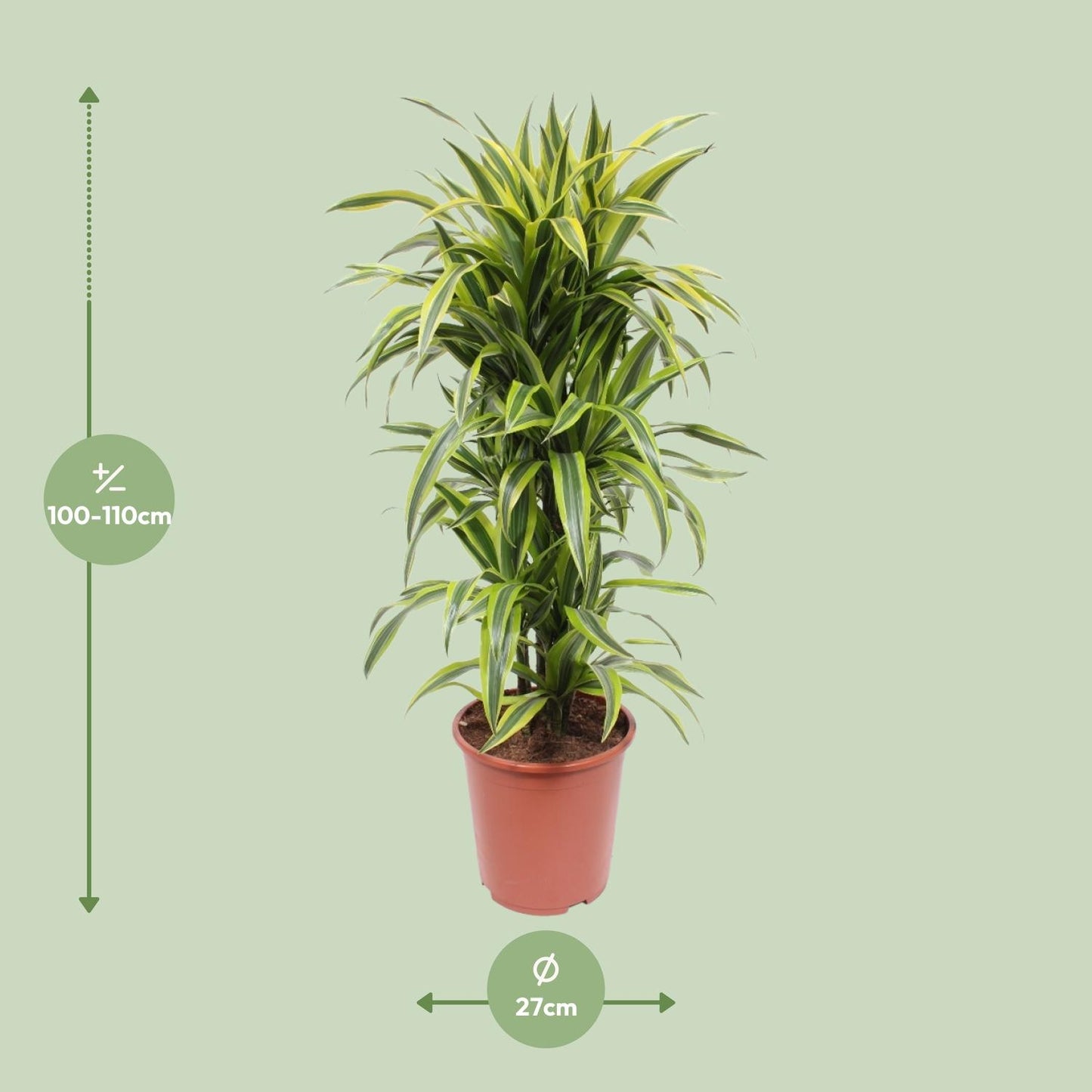 Dracaena Lemon Lime – Pflegenleichter Drachenbaum Ø27cm, 110cm hoch