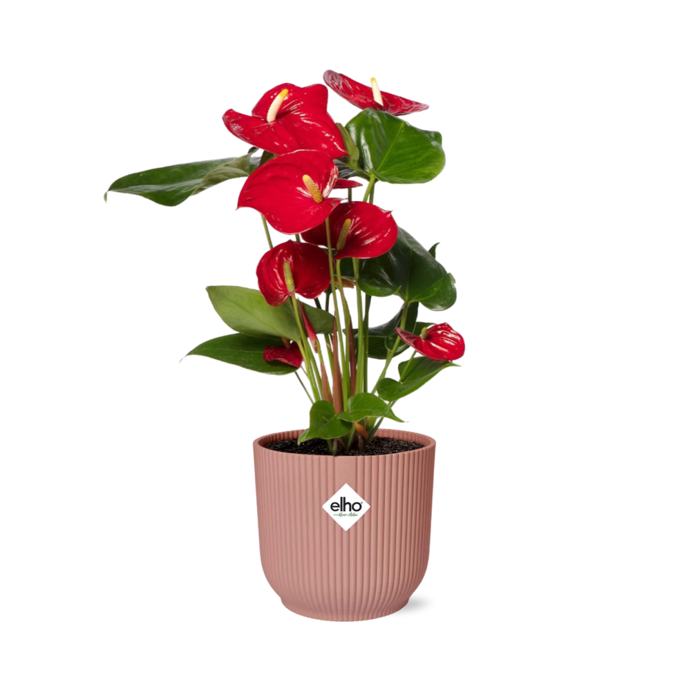 Anthurium Red 12cm im ELHO Vibes Fold 14cm Topf roze