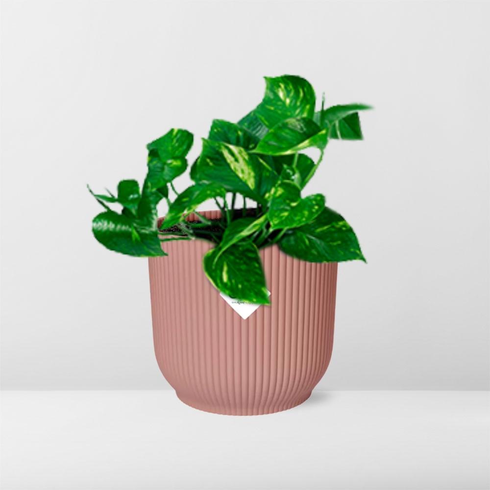 Epipremnum Pinnatum ‘Aureum’ in ELHO Vibes Fold 14cm rosa