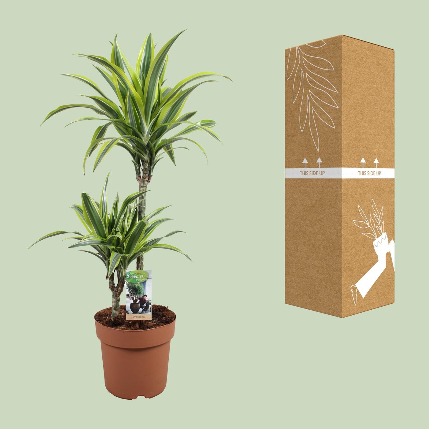 Dracaena Lemon Lime – Pflegeleichter Drachenbaum Ø21cm, 90cm hoch