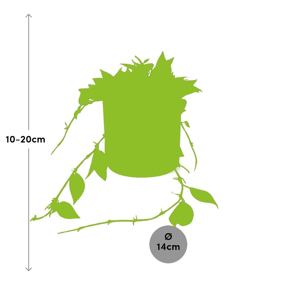 Hoya Krohniana Eskimo – Pflegeleichte Wachsblume im ELHO b.for soft Rond 14cm Brique