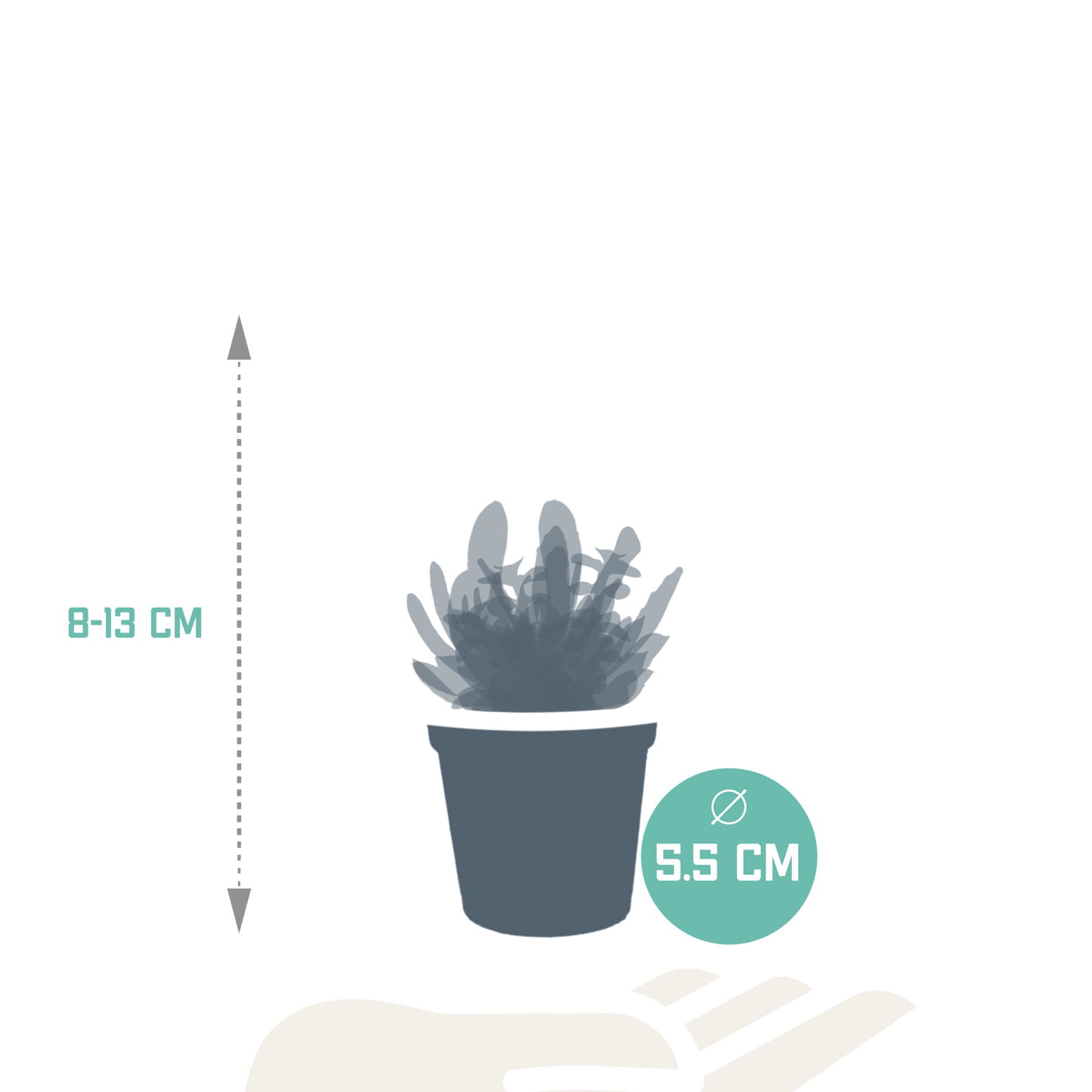 Vetplanten-Mischung 5,5 cm - 10er Set ohne Topf