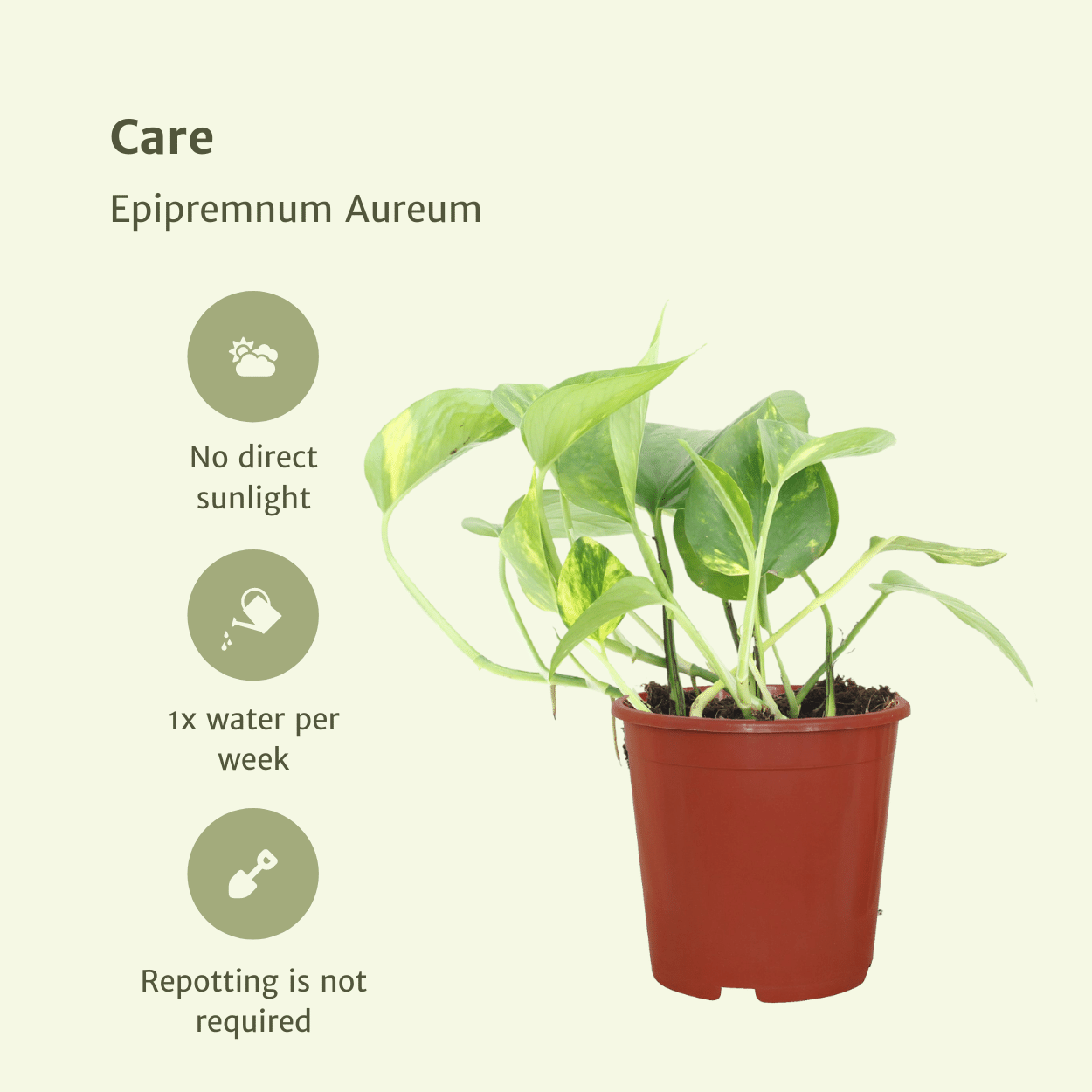 2x Epipremnum Aureum – pflegeleichter Scindapsus 20cm