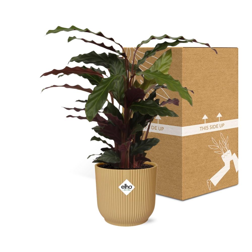 Calathea Rufibarba ‘Tropistar’ im ELHO Vibes Fold 14cm Topf