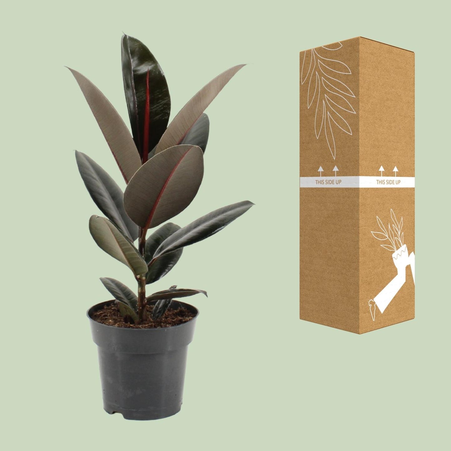 Ficus Elastica Abidjan Ø17cm – Pflegeleichter Gummibaum