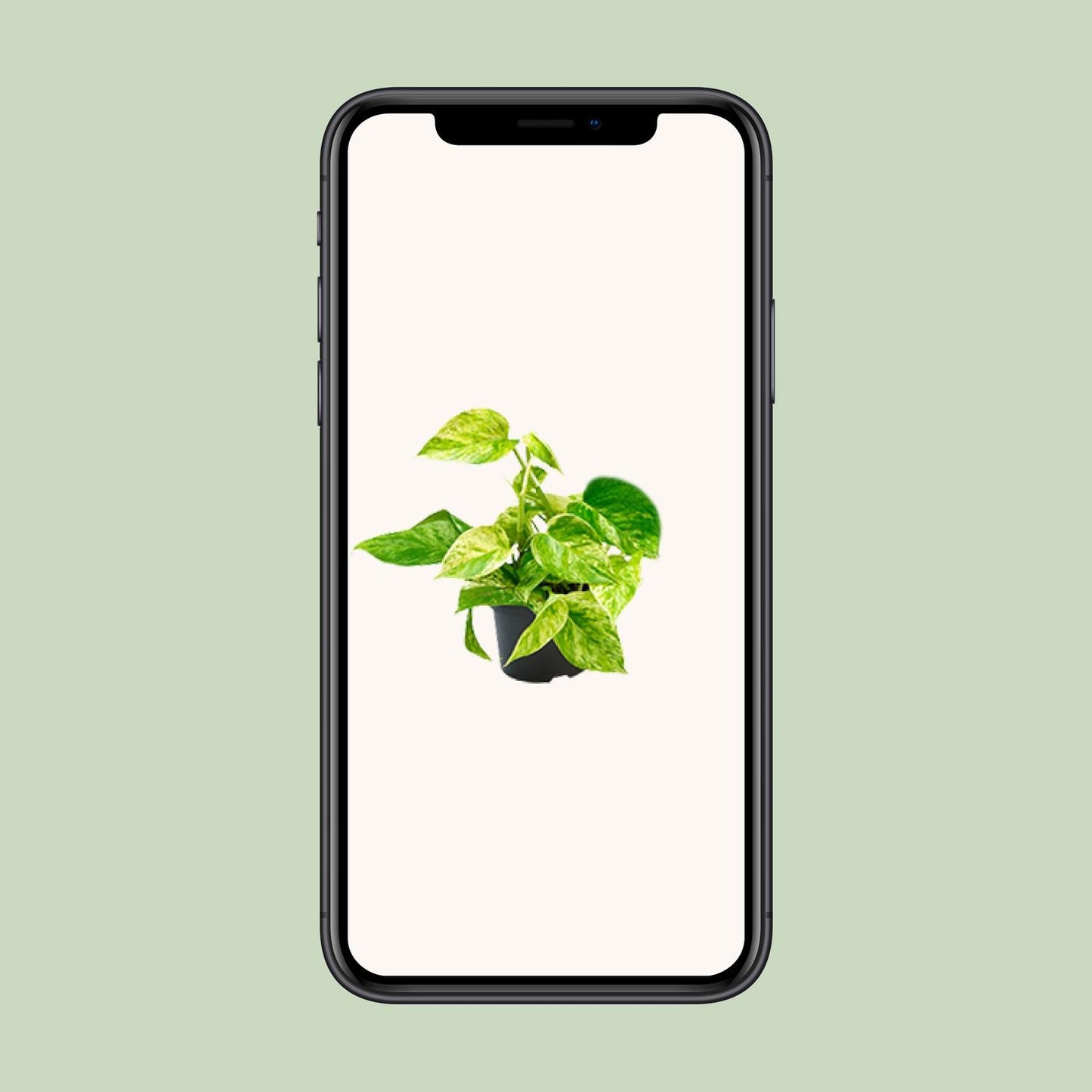 Epipremnum Marble Queen – Pflegeleichter Goldener Efeu Ø15cm