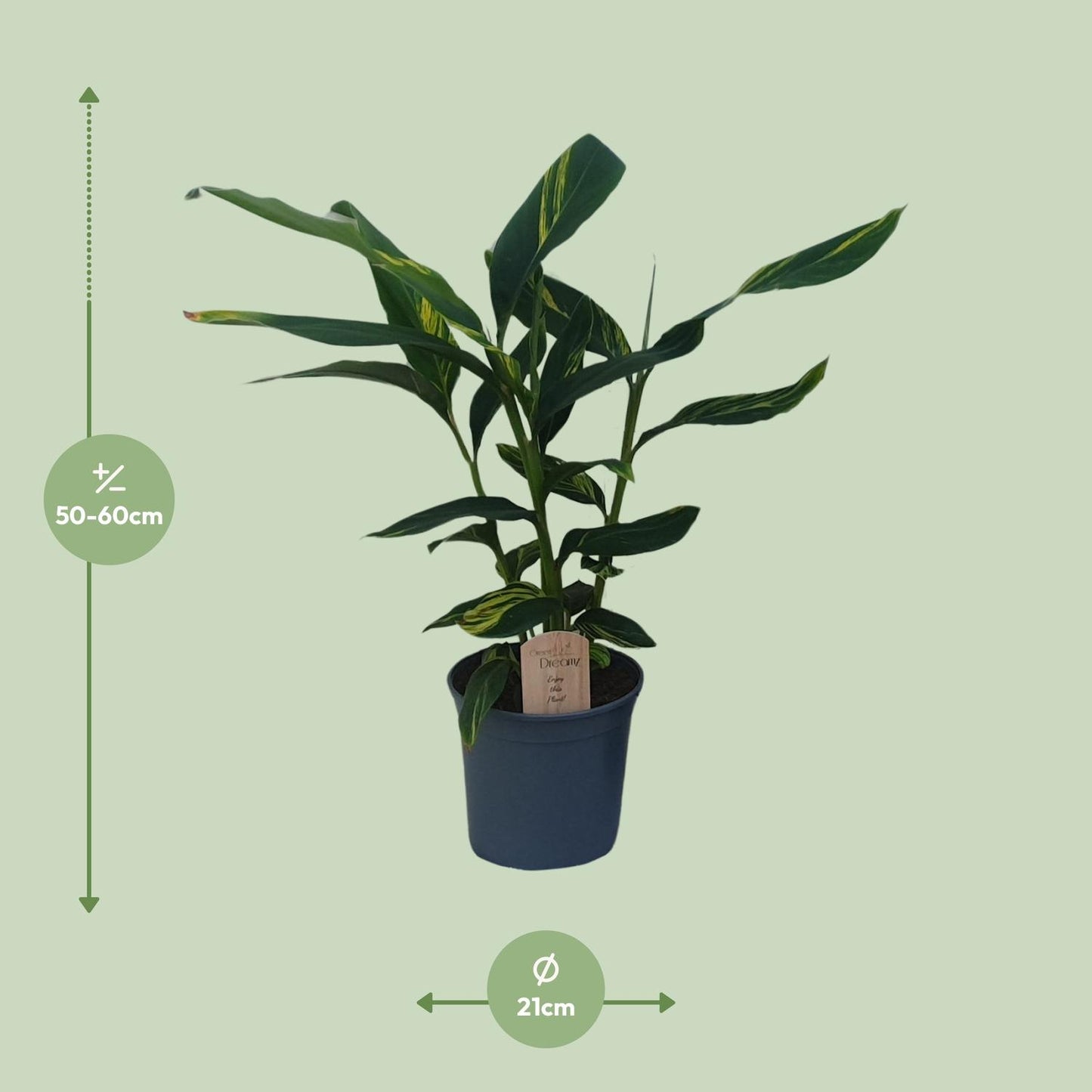 Alpinia Zerumbet – Tropische Ingwerpflanze für Zuhause