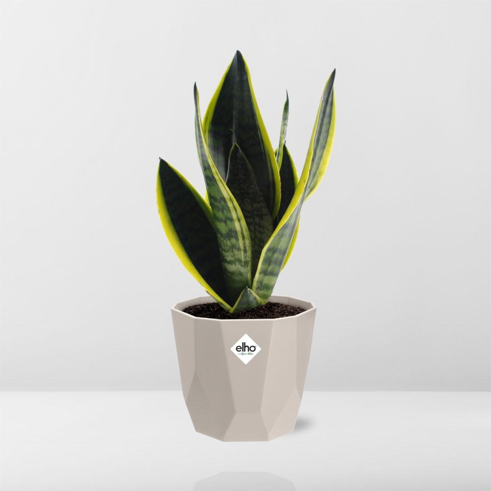 Sansevieria Futura Superba in ELHO b.for rock 14 cm warm grey