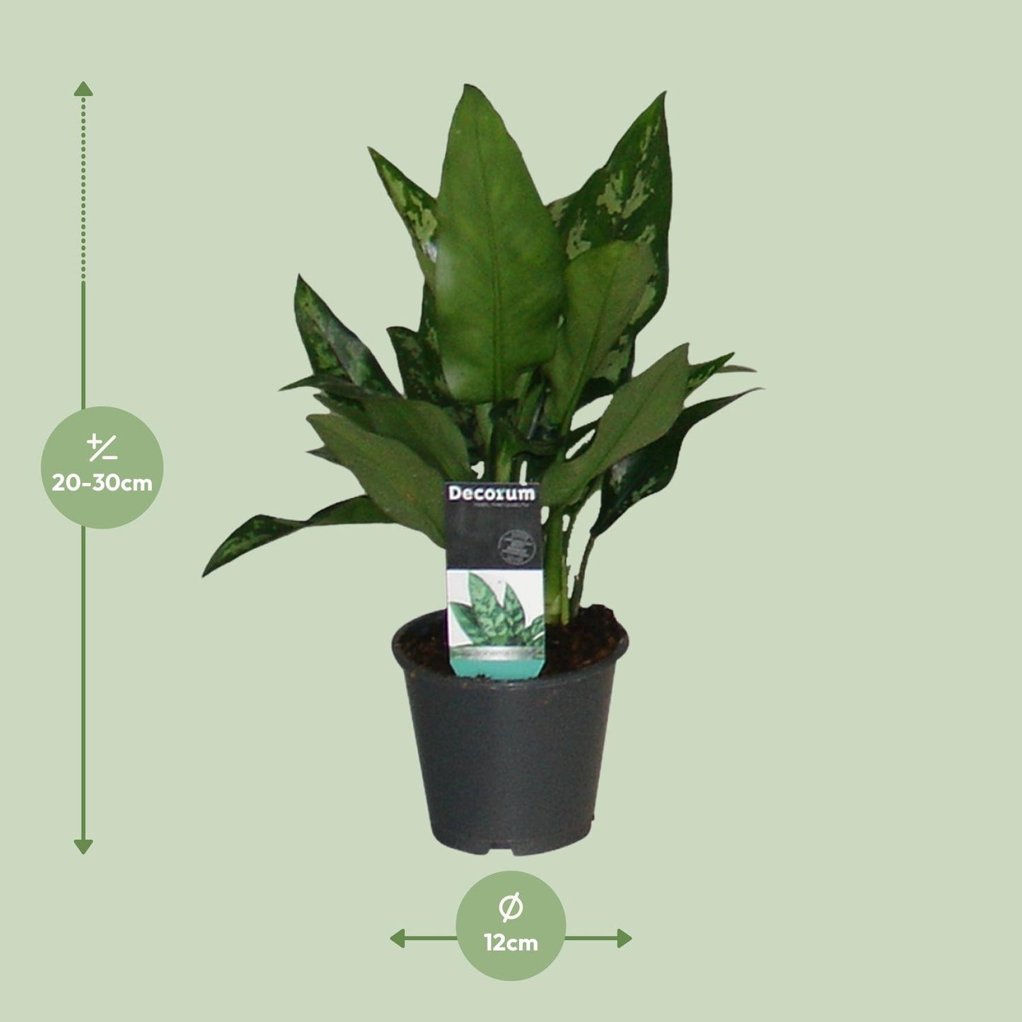 Aglaonema Maria – Pflegeleichte Zimmerpflanze Ø12cm, 50cm hoch
