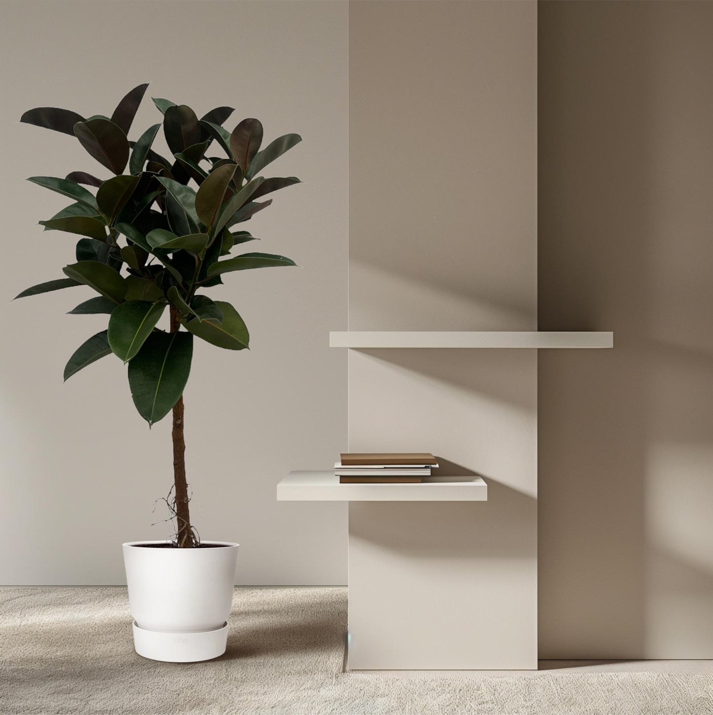 Ficus Elastica Robusta Stamm - 140 cm XXL Zimmerpflanze