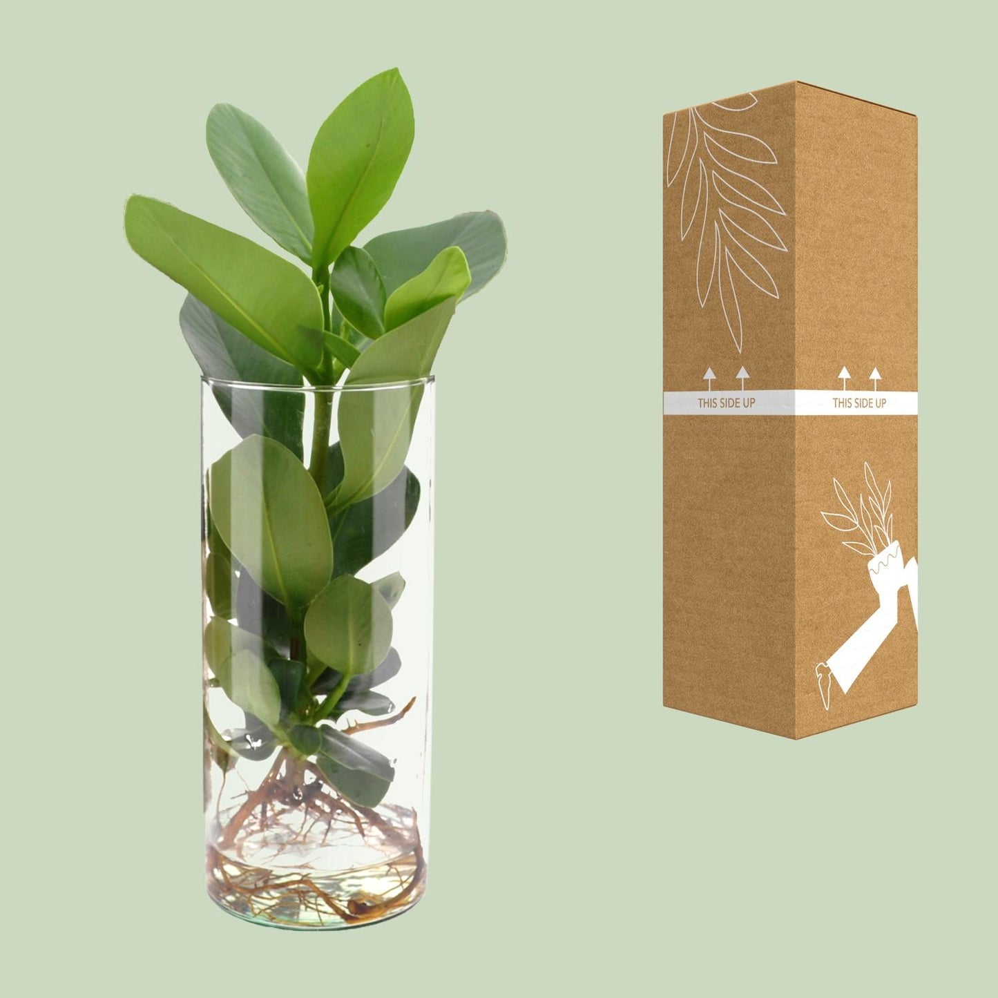 Clusia Hydroponie-Pflanzenmix im Cylinder Glas Ø12cm