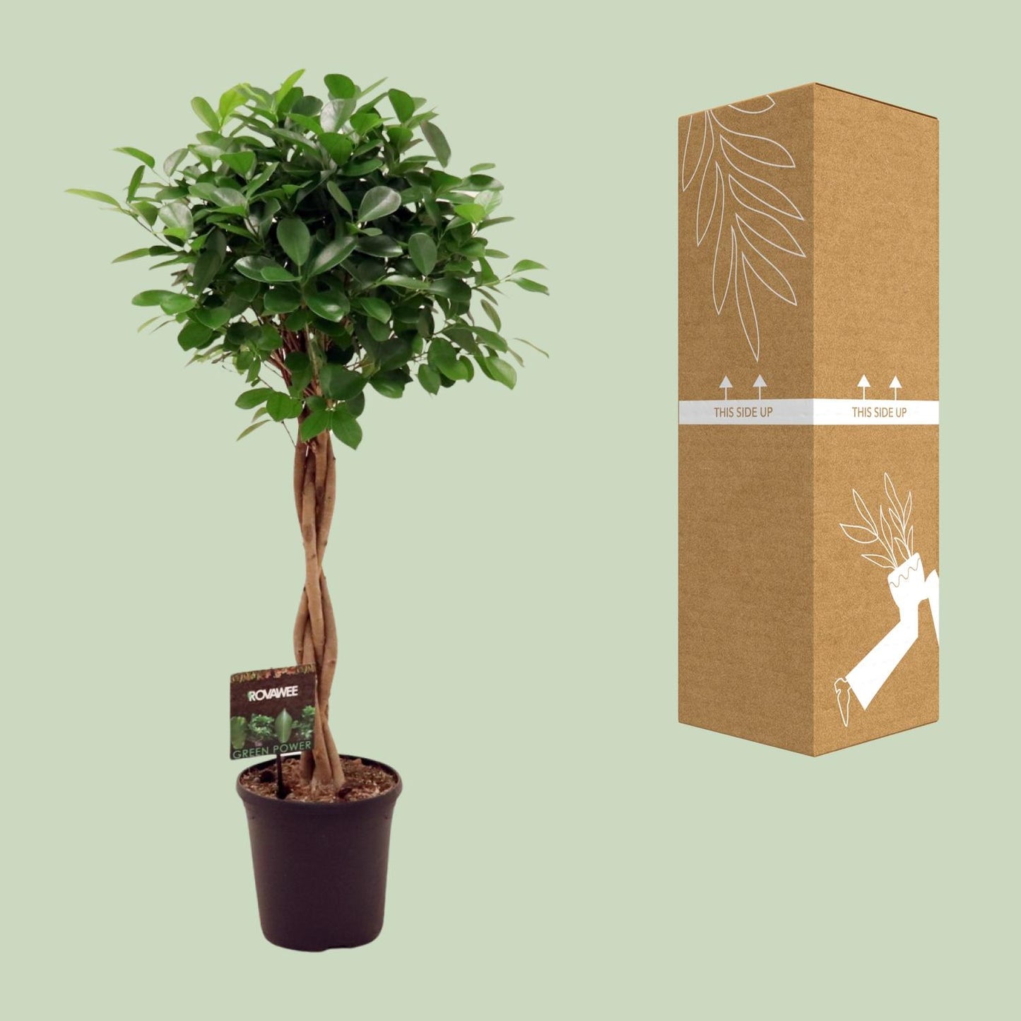 Ficus Microcarpa Moclame Ø23cm, 110cm hoch