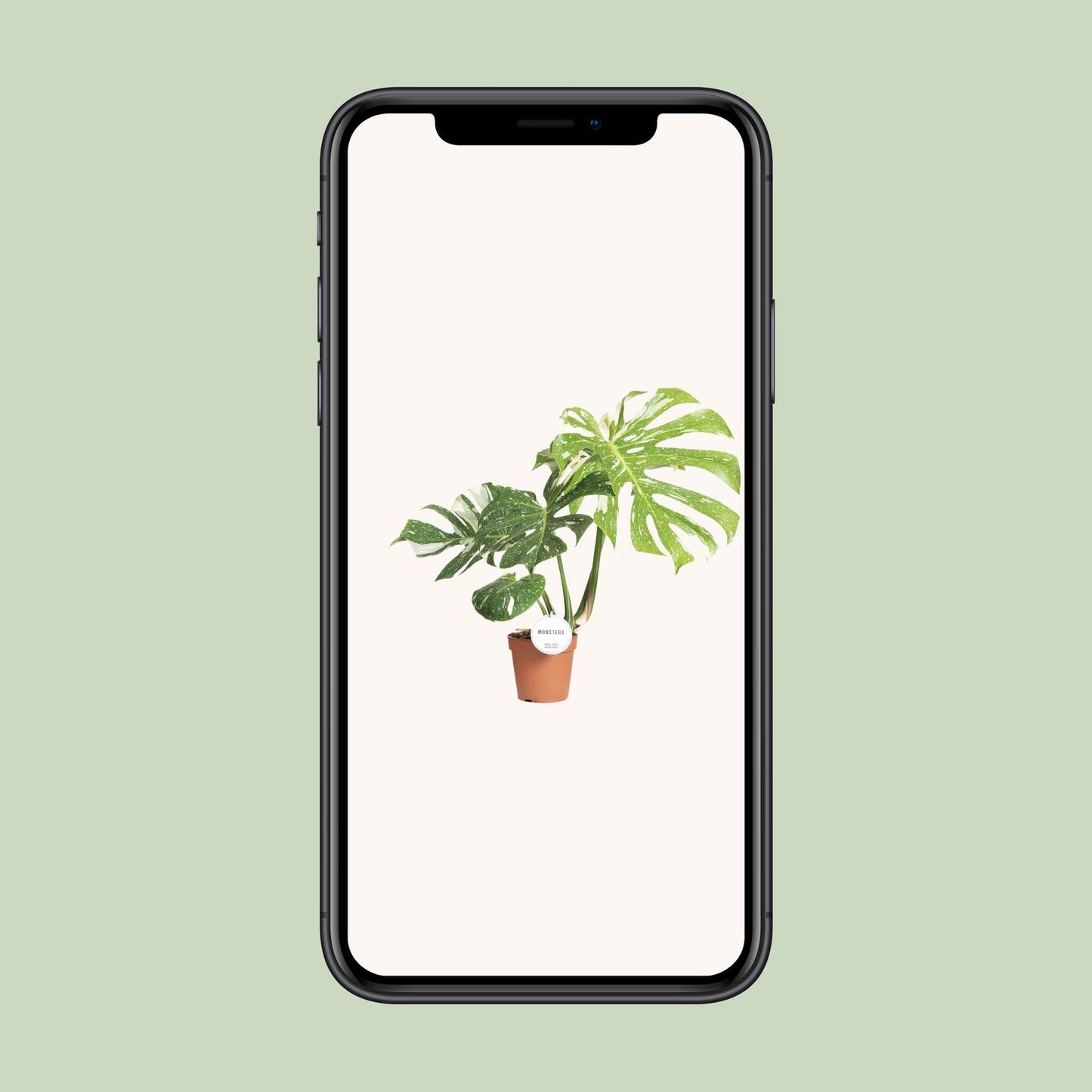 Monstera Thai Constellation – Pflegeleichte XXL-Zimmerpflanze