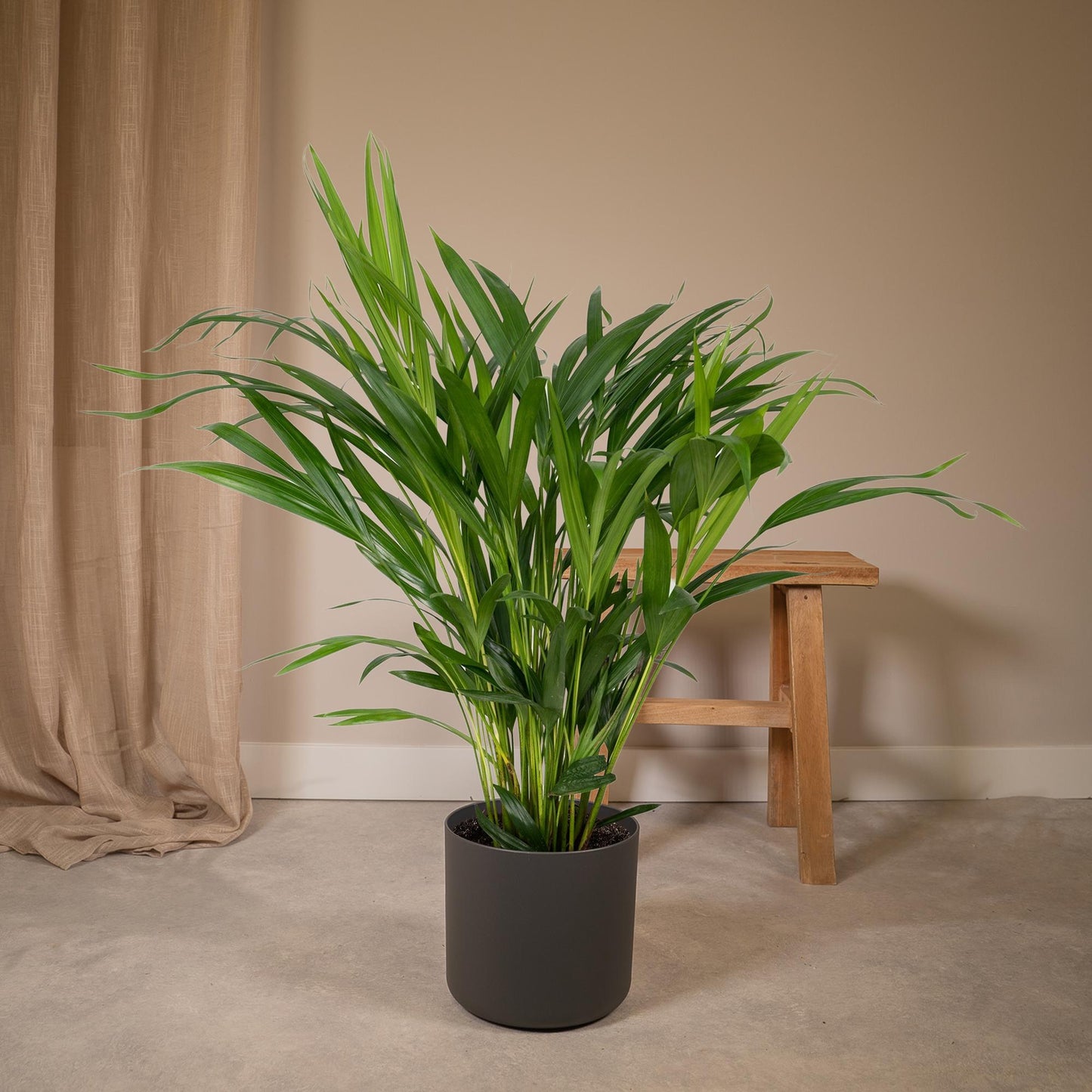 Dypsis Lutescens - Areca Palme Ø17cm, ca. 60cm hoch