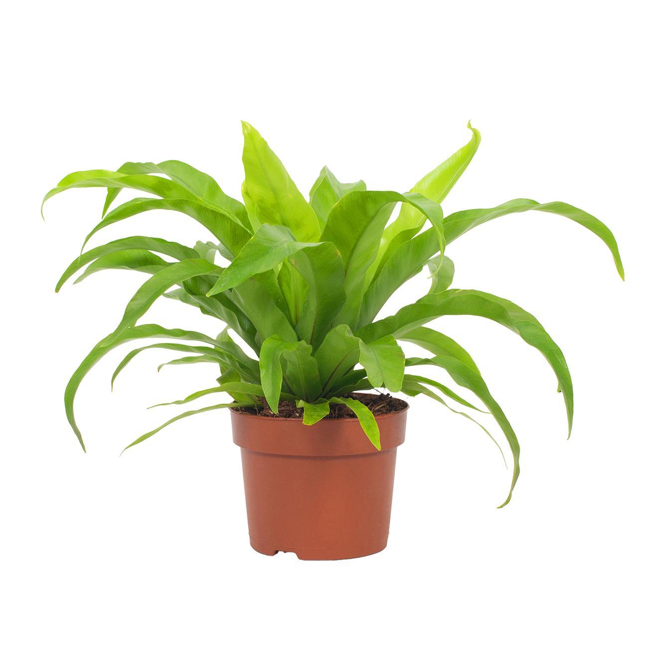 Asplenium Antiquum Milzfarn – Pflegeleichter Zimmerfarn Ø12cm