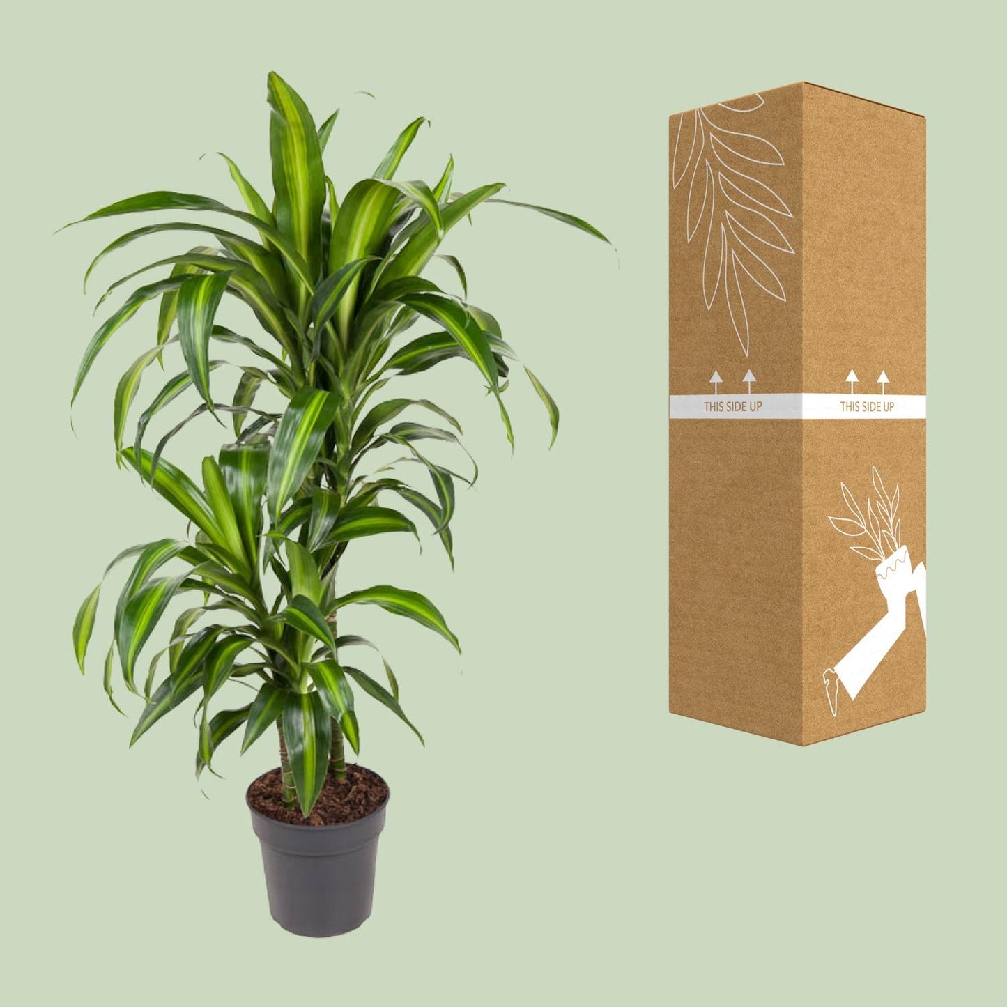 Dracaena Hawaiiana – Pflegeleichter Drachenbaum Ø19cm, 90cm hoch