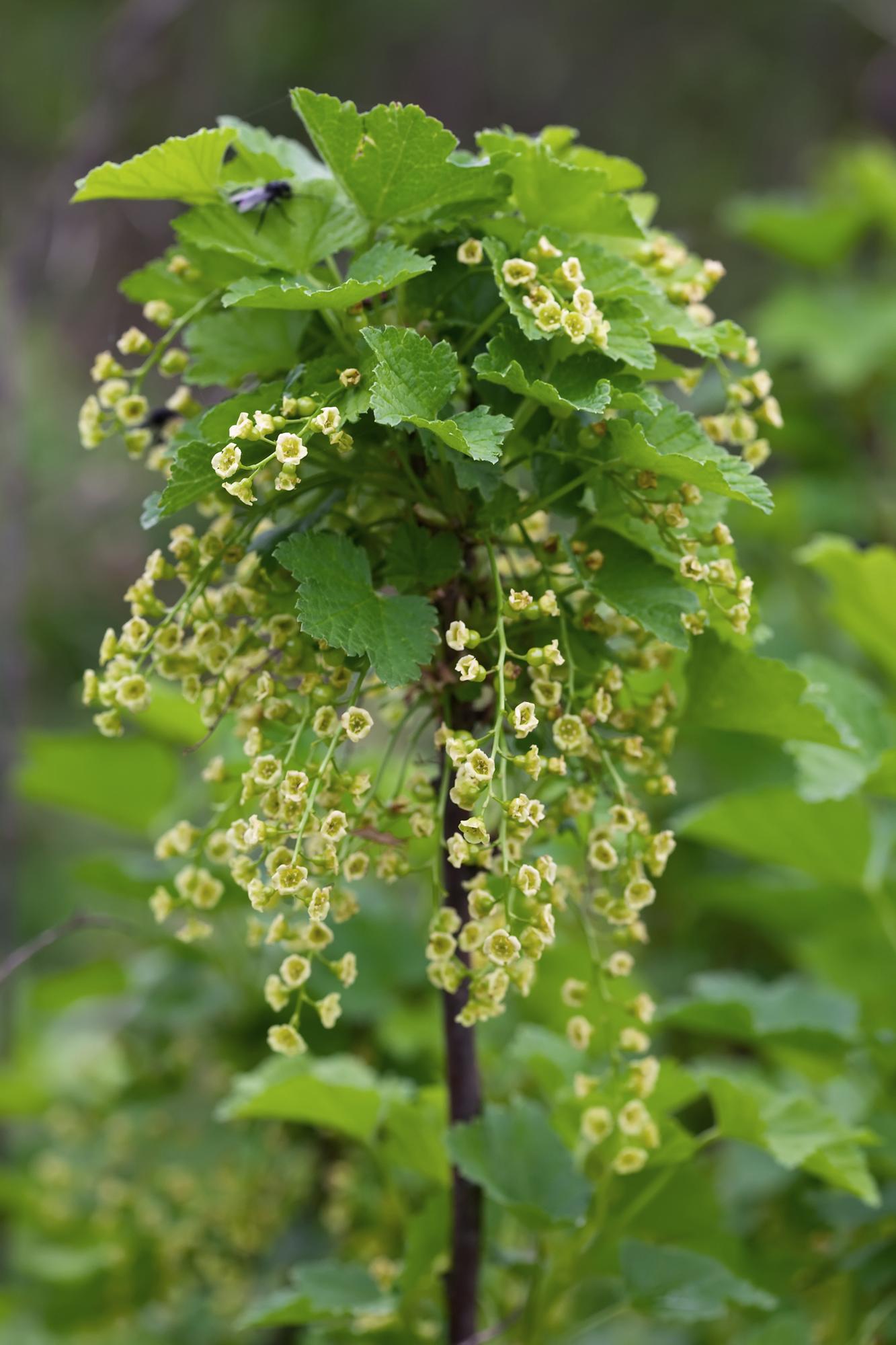 Ribes nigrum 'Ben Nevis' – Schwarze Johannisbeere Ø13cm