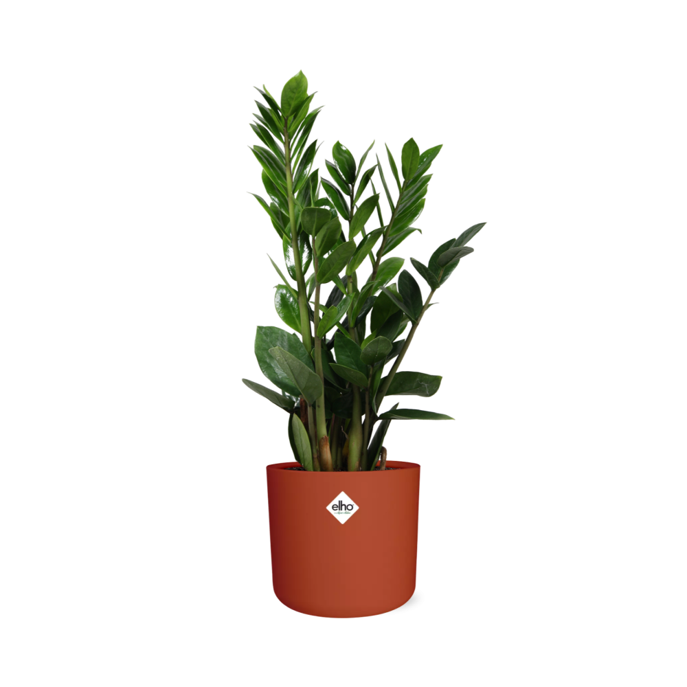 Zamioculcas – Pflegeleichte ZZ-Pflanze im ELHO b.for Soft Topf