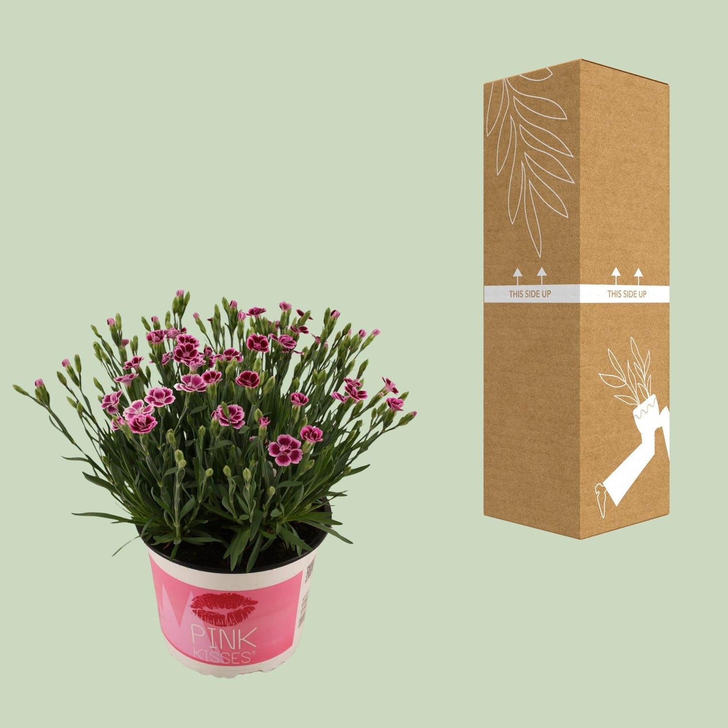 Dianthus Pink Kisses – Pflegeleichte Blütenpracht Ø17 cm