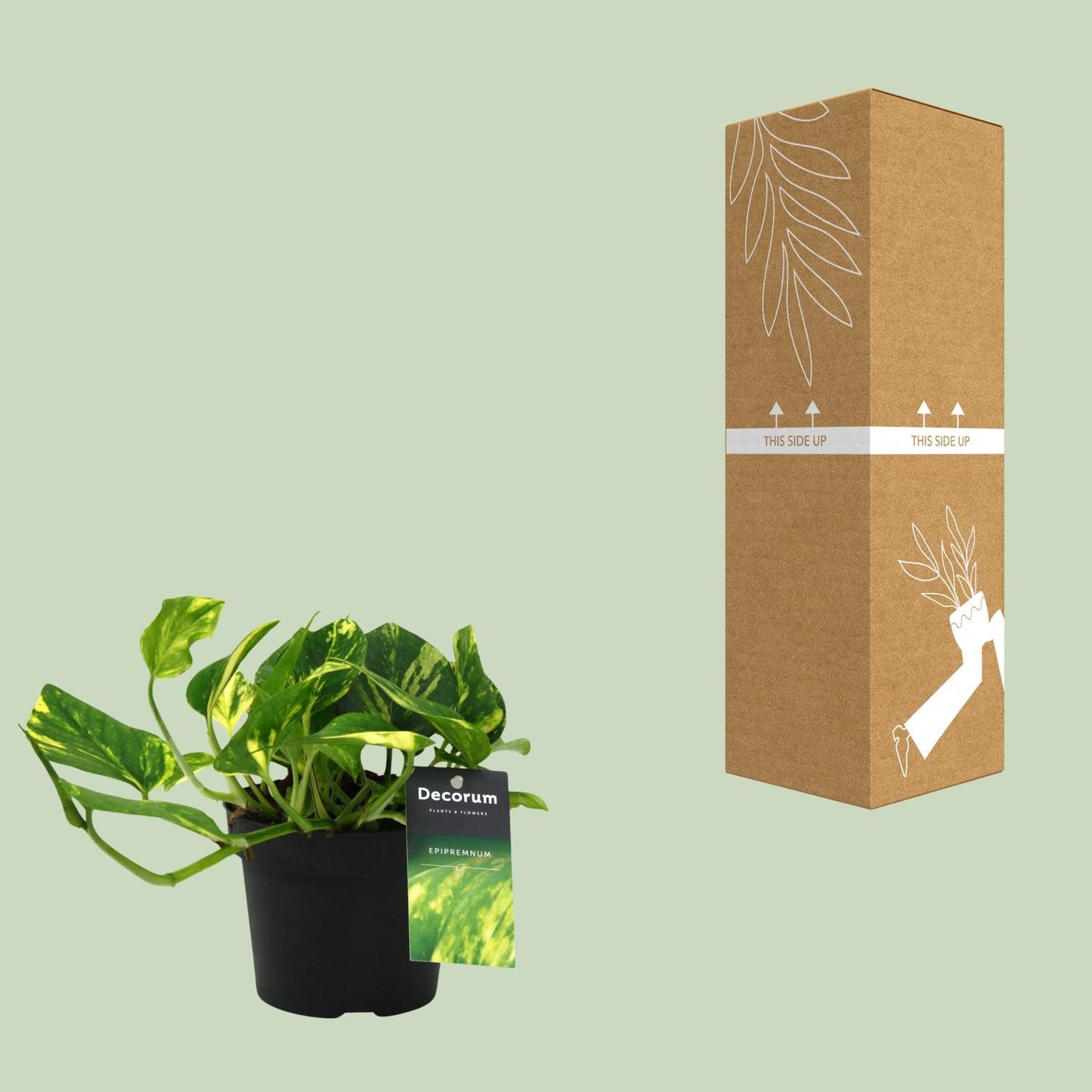 Scindapsus N'joy Gold – pflegeleichte Zimmerpflanze Ø12cm