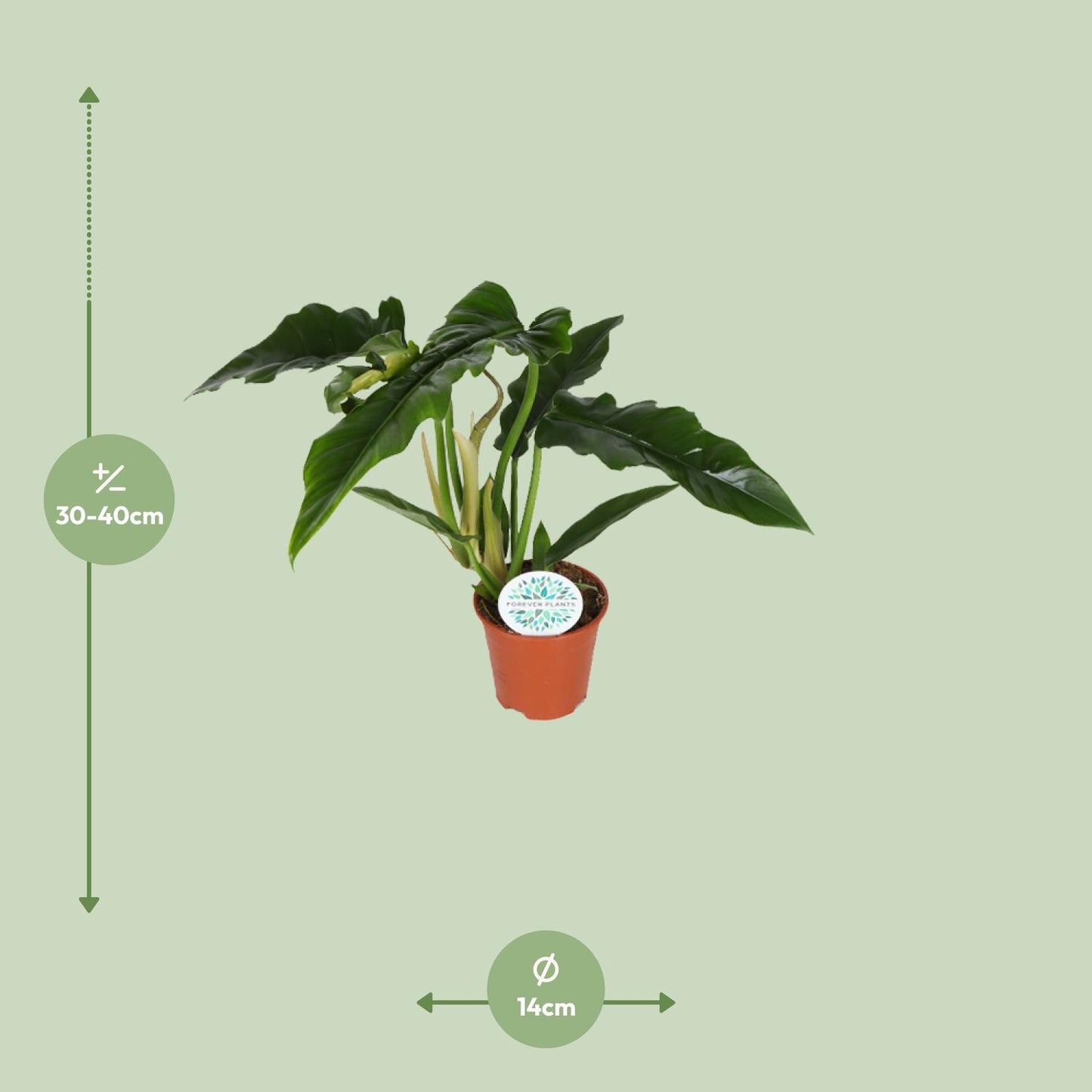 Philodendron Narrow – Pflegeleichte & elegante Zimmerpflanze Ø14cm