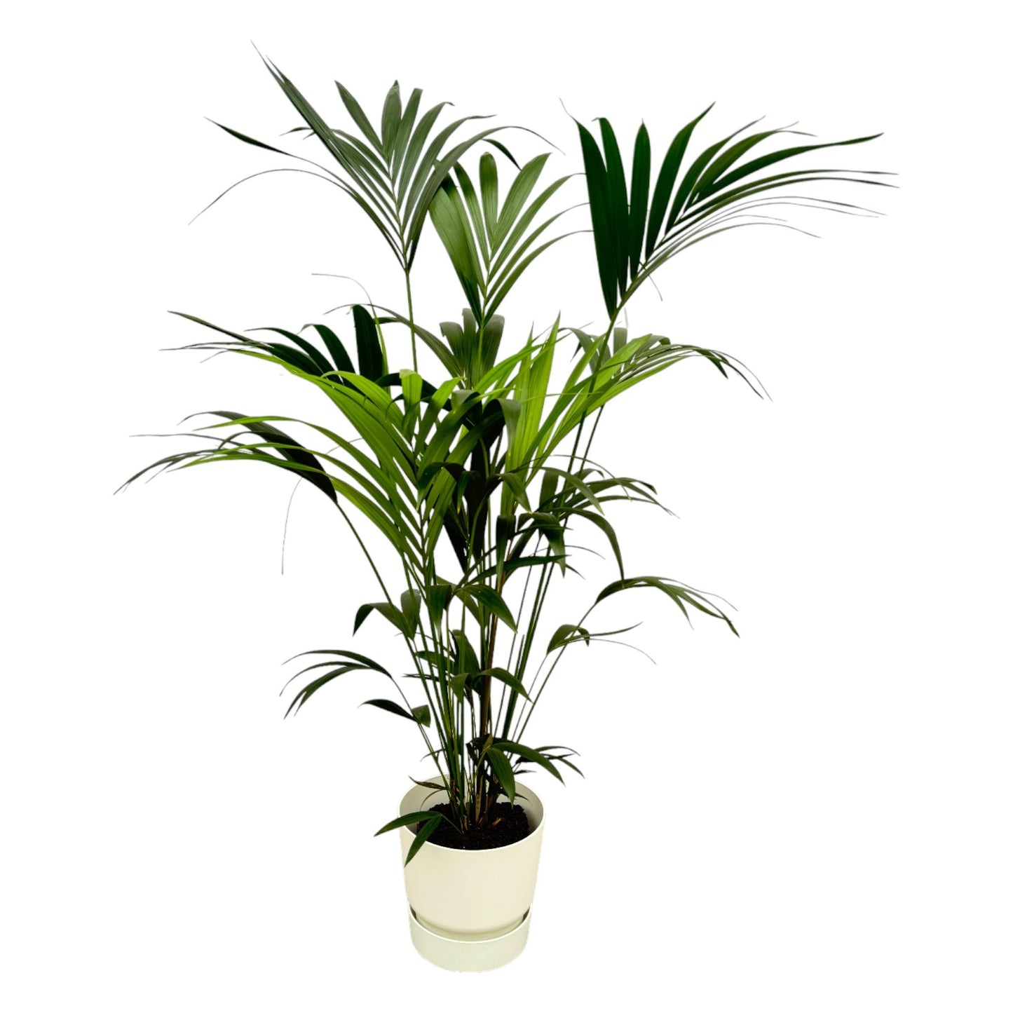Kentia Palme mit elho Greenville Round Topf – 160 cm Ø30
