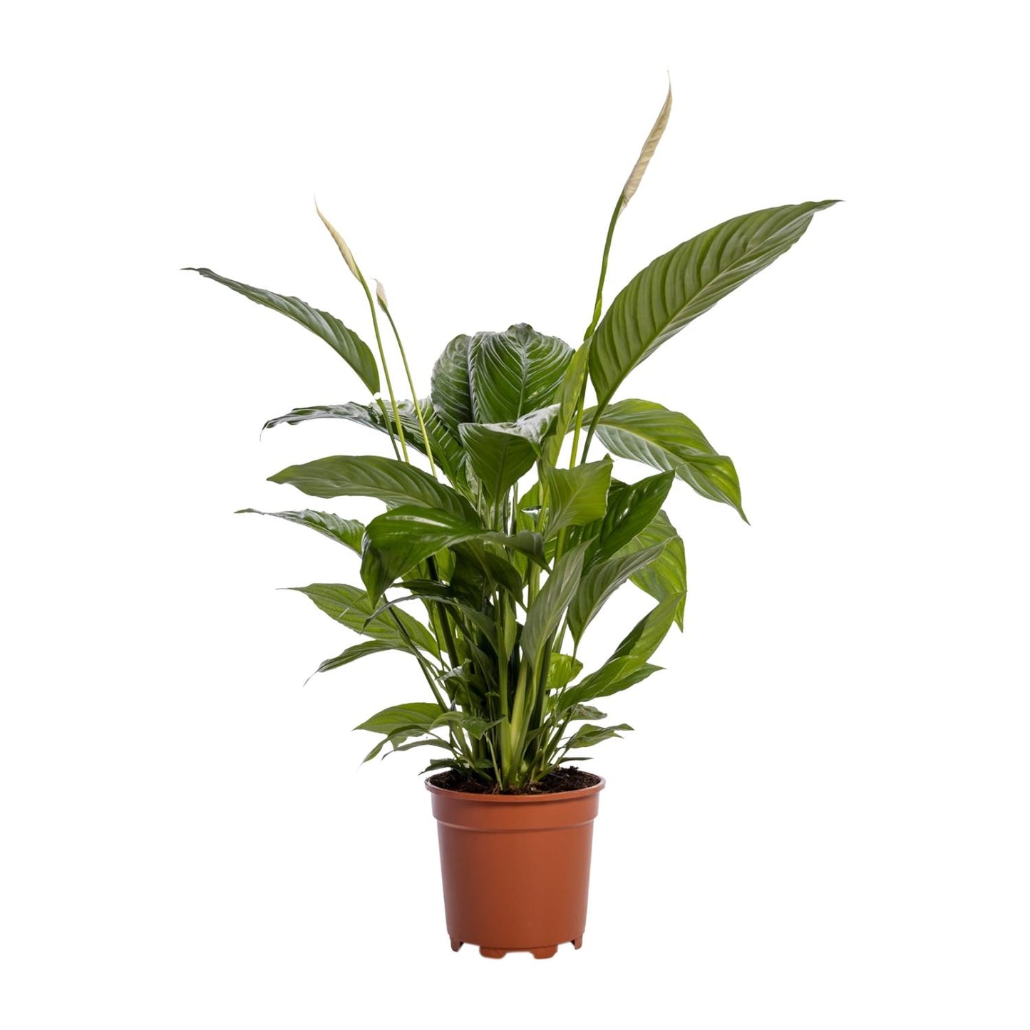 Spathiphyllum Bingo Cupido – Friedenslilie Ø19cm, 80cm hoch