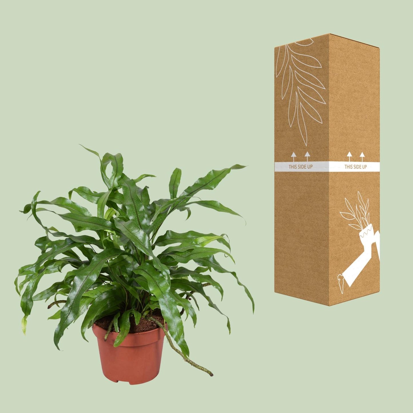 Microsorum diversifolium – Känguru-Farn Ø12cm, 25cm hoch