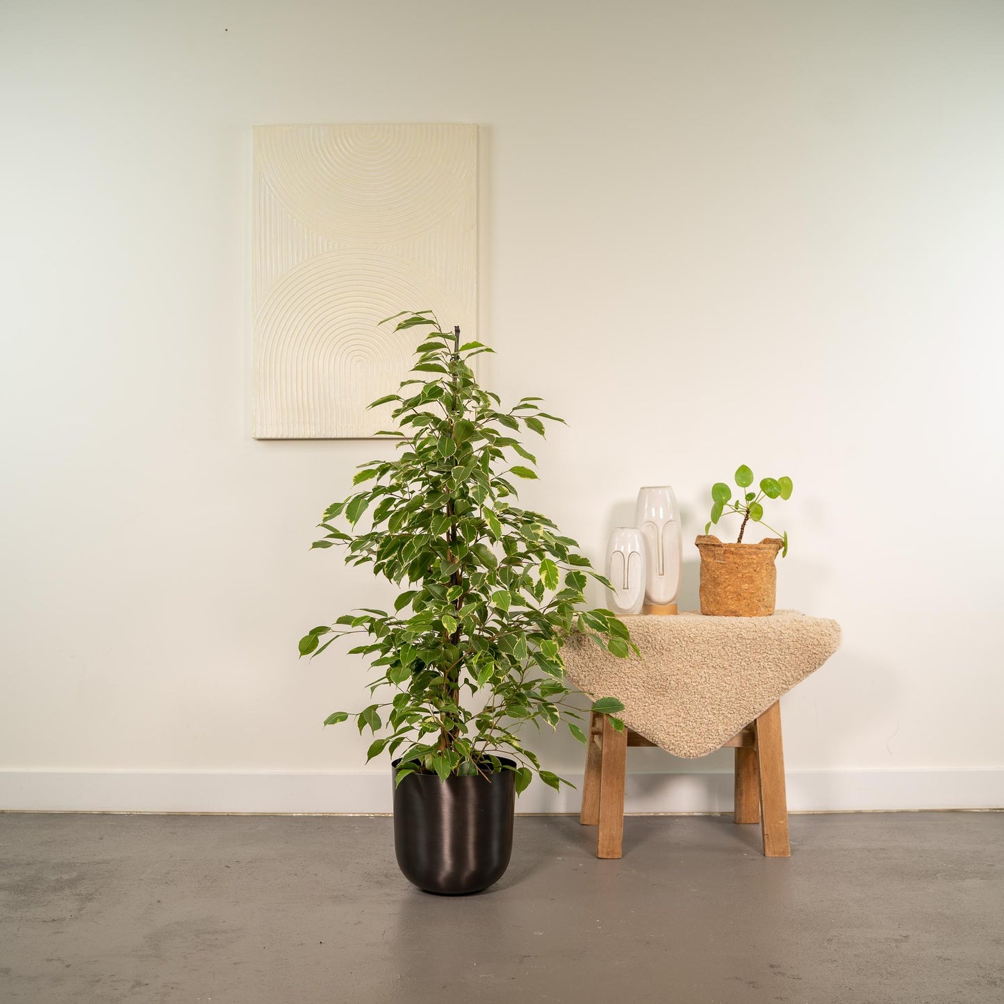 Ficus benjamina Goldenking – Pflegeleichter Blickfang Ø21cm