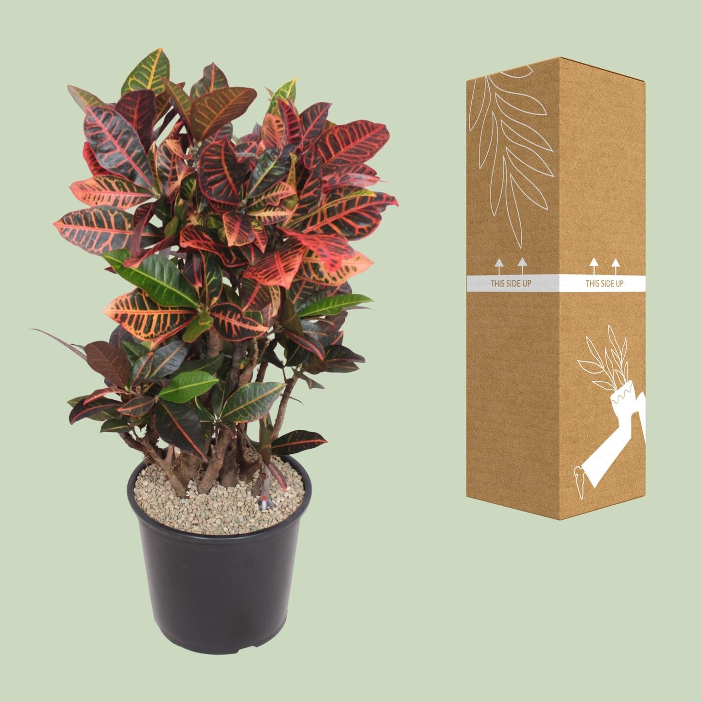 Codiaeum Petra (Croton Petra) – Ø32 cm, ca. 100 cm hoch