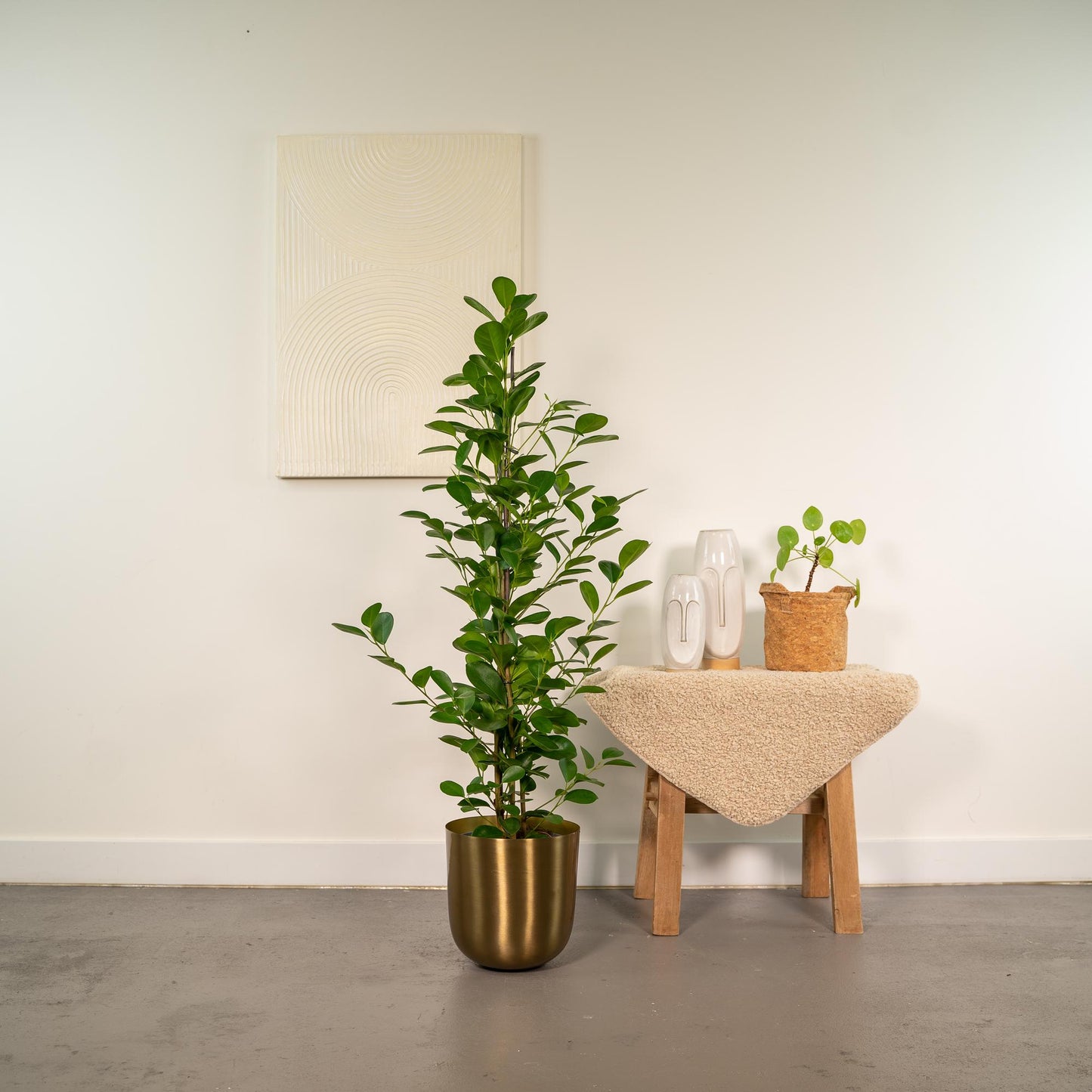 Ficus microcarpa Moclame – Luftreinigende XXL-Zimmerpflanze Ø21cm