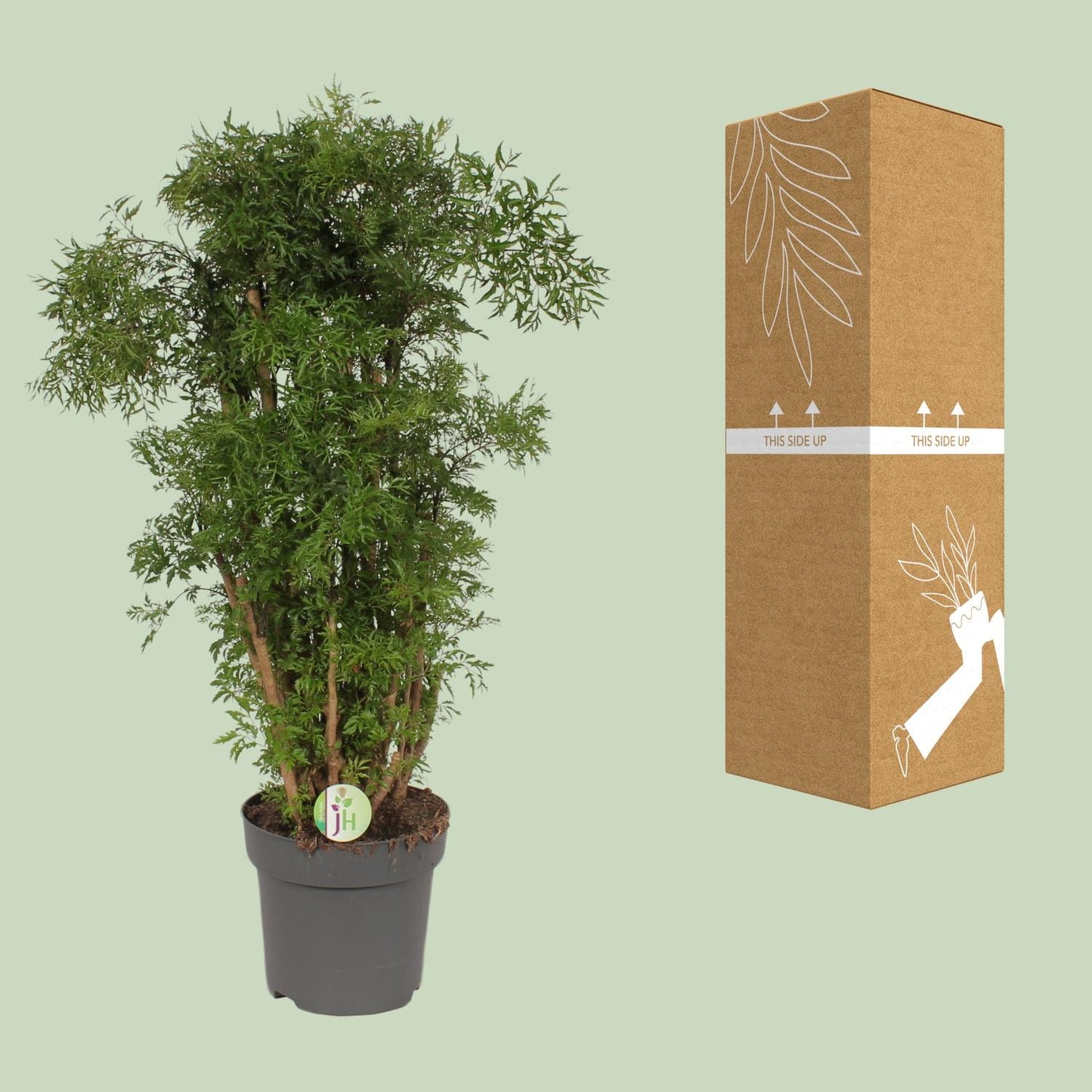 Polyscias Hawaiian – Exotische XXL Zimmerpflanze Ø24cm, 95cm hoch