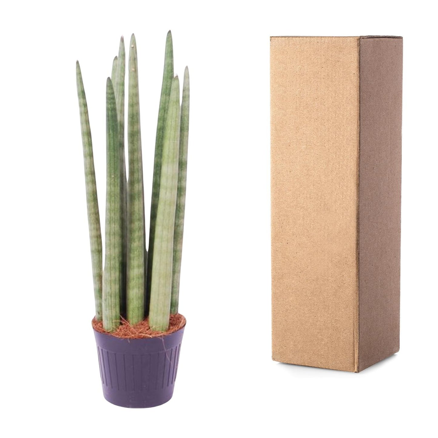 Sansevieria cylindrica 'Spaghetti' – Pflegeleichter Bogenhanf 40 cm