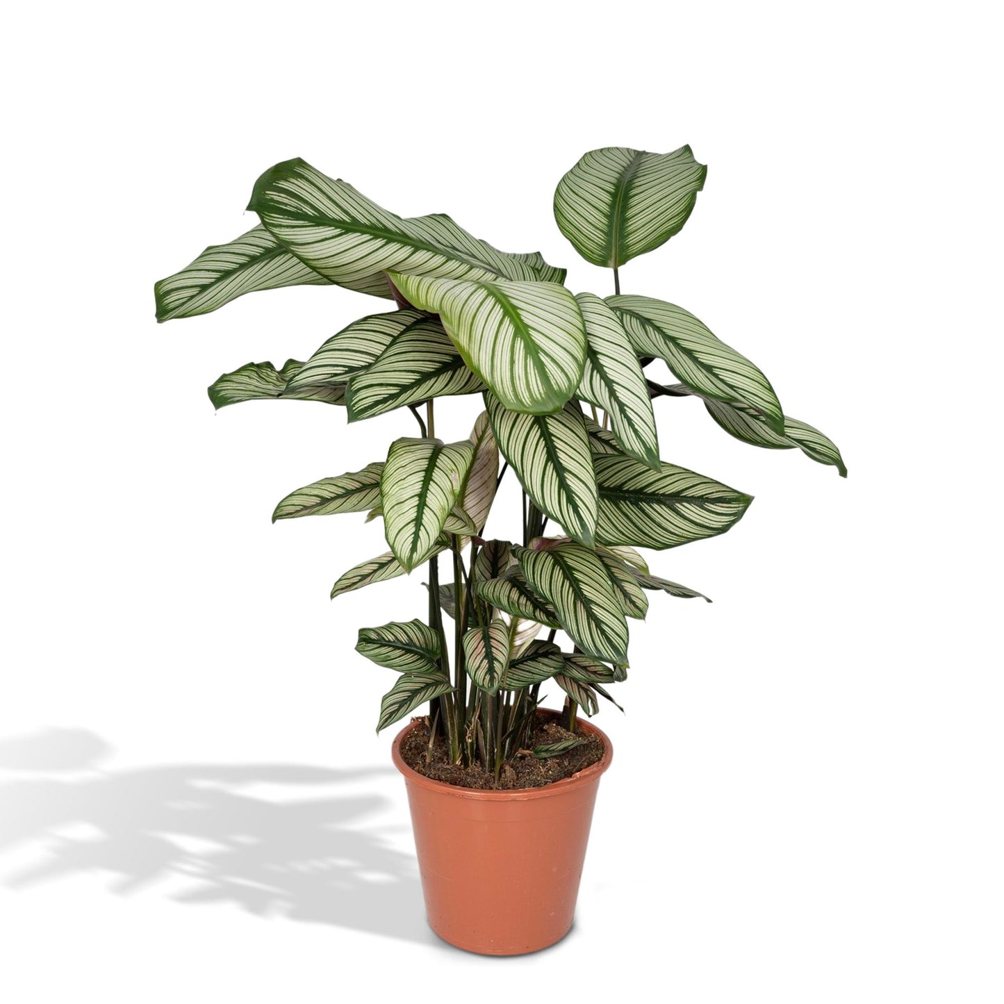 Calathea Whitestar – Pfauenpflanze Ø19cm, ca. 50cm hoch