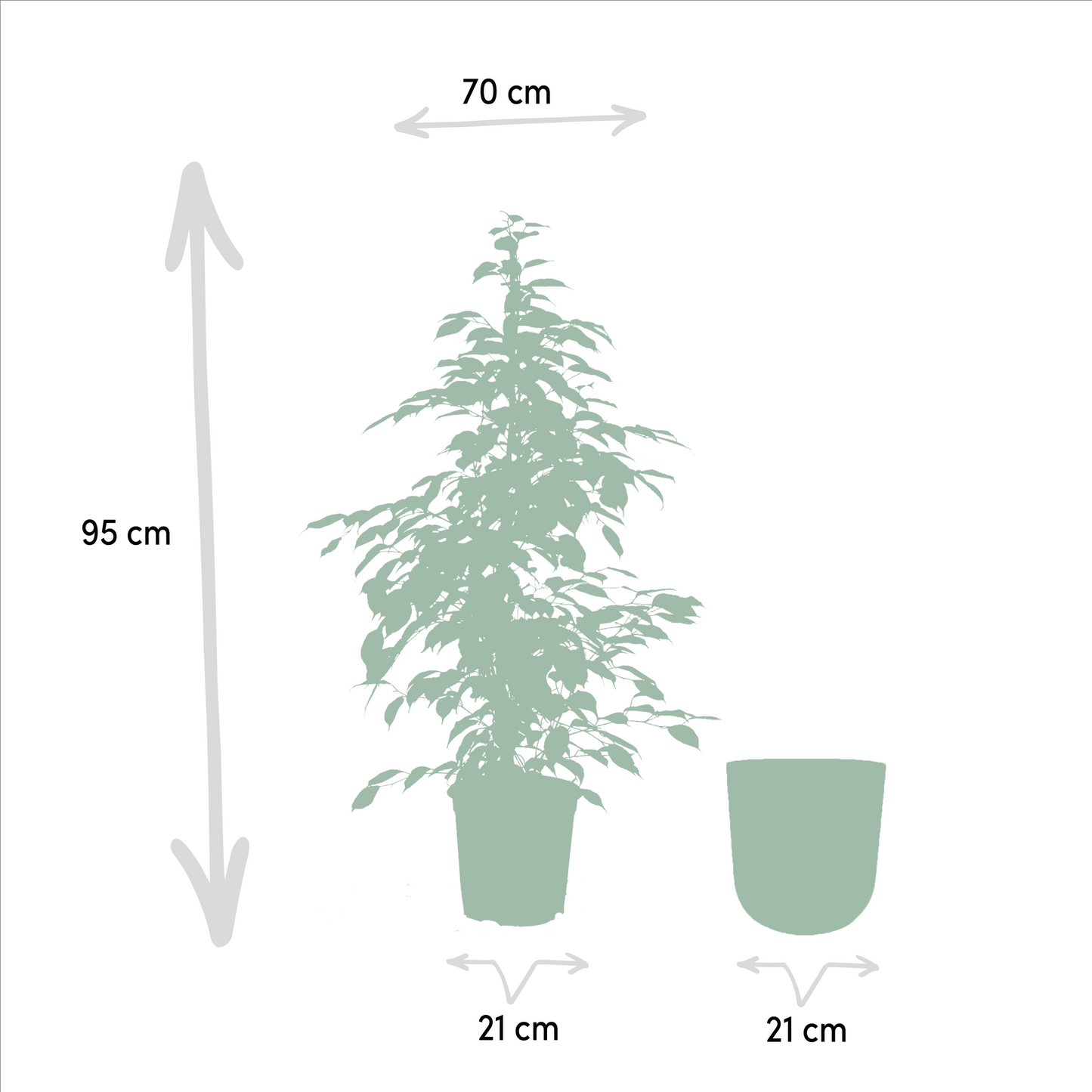 Ficus benjamina Goldenking – Pflegeleichter Blickfang Ø21cm
