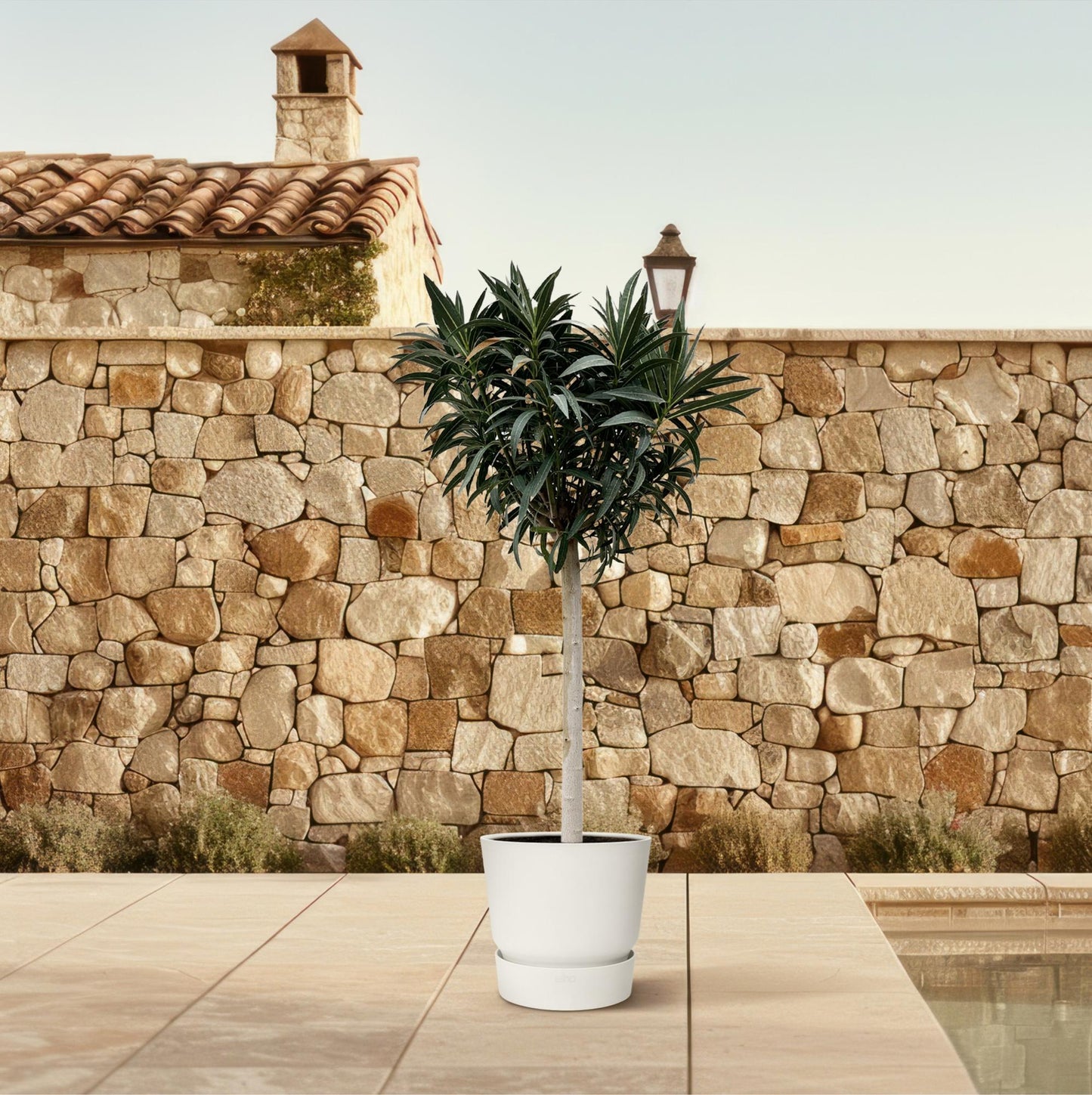 Nerium Oleander op Stam mit rosa Blüte – 200 cm, Ø 35 cm