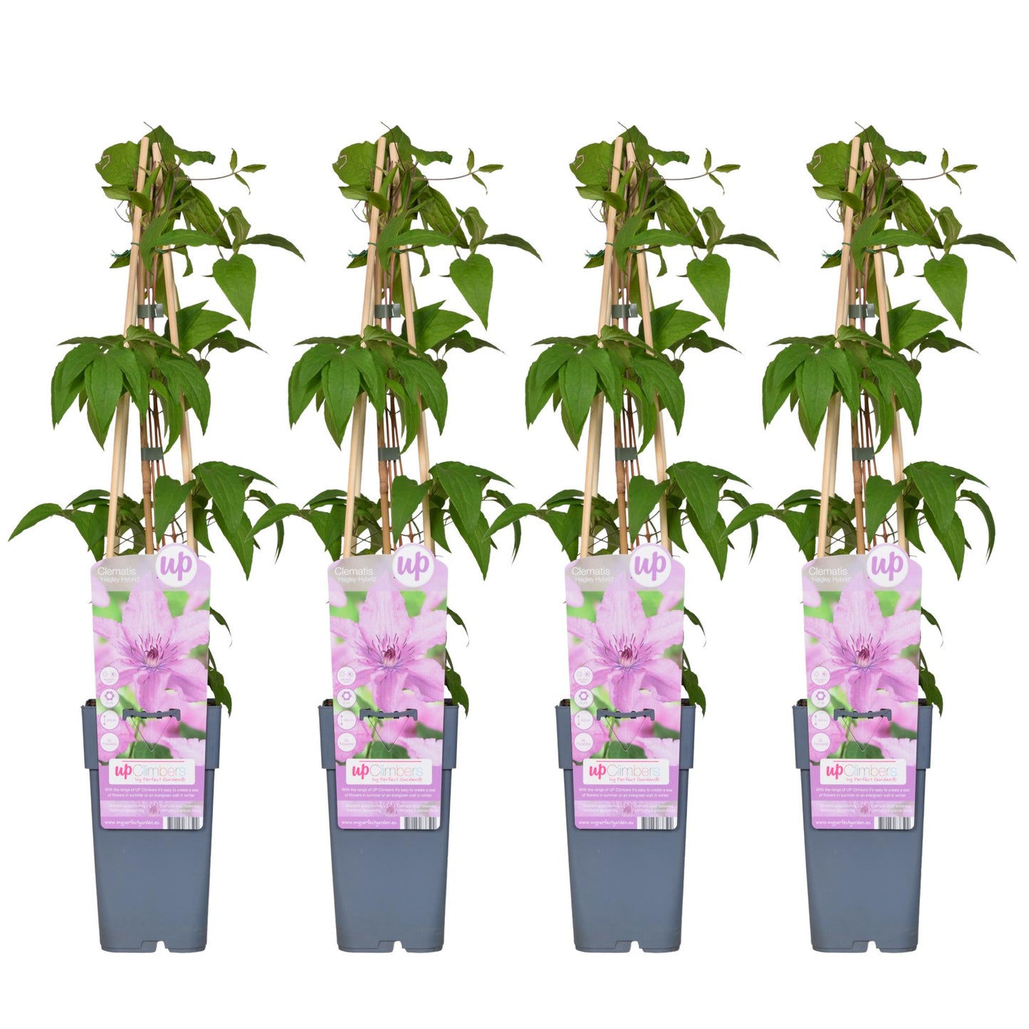 4x Clematis Hagley Hybrid – Rosa Blüten, Ø15cm, 65cm Höhe