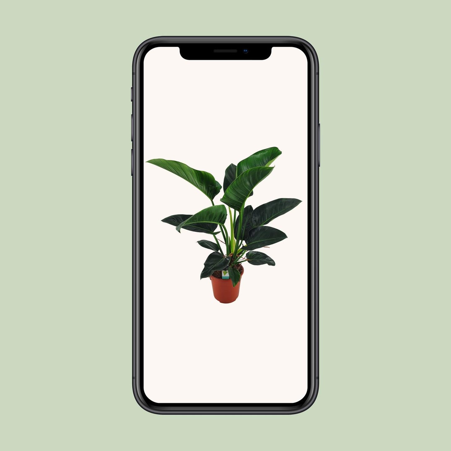 Philodendron Congo Millions – XXL pflegeleichte Zimmerpflanze